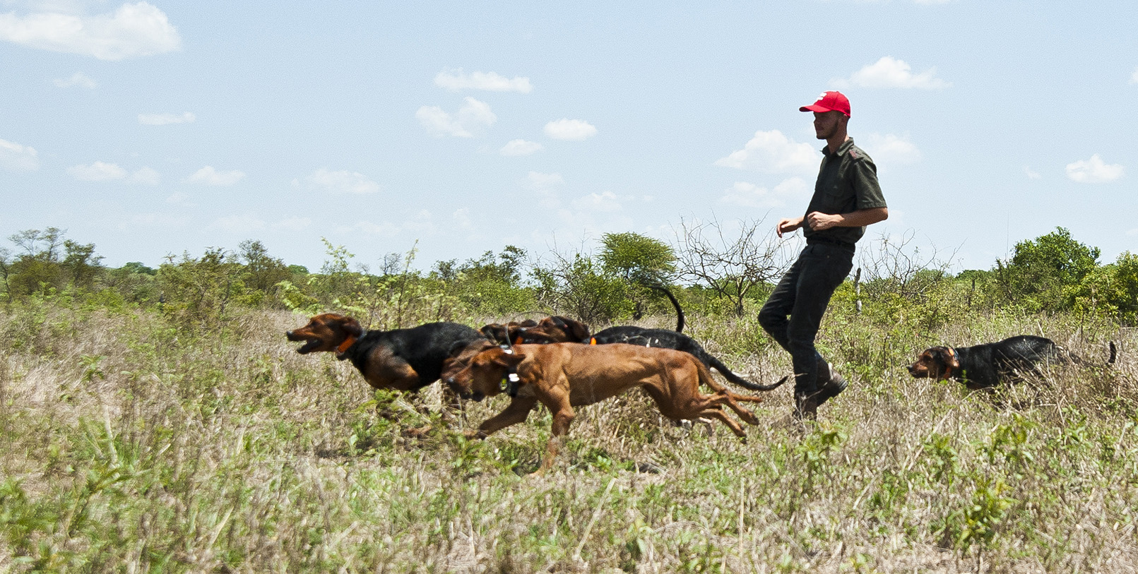 Meet the hounds trained to track down rhino poachers in Kruger Park