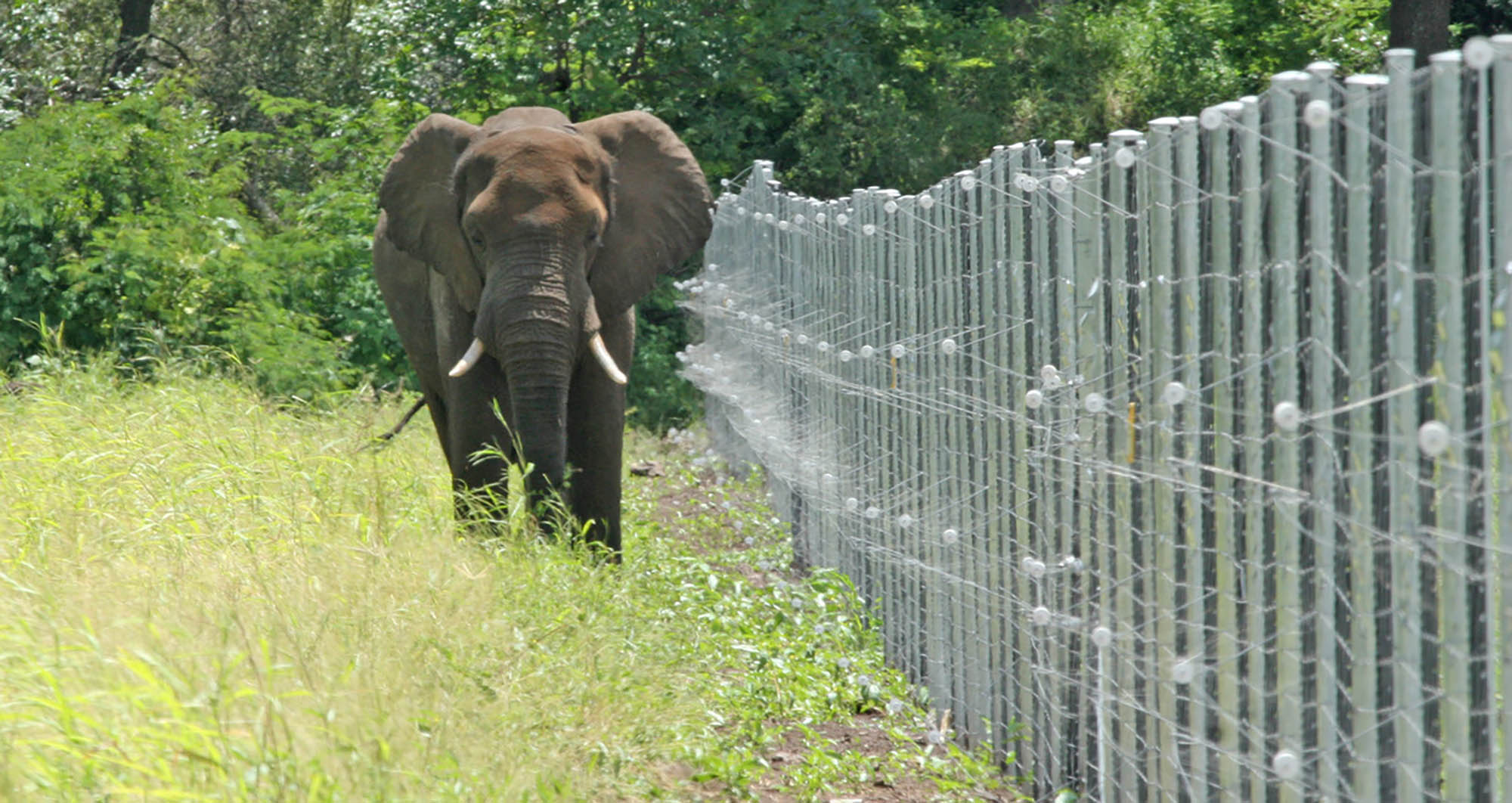 Mapping a future and sustainable pathways for southern Africa’s wild elephants