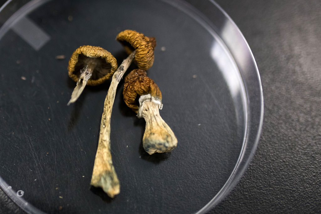 Entheogen journeys, next step: Decriminalisation of magic mushrooms