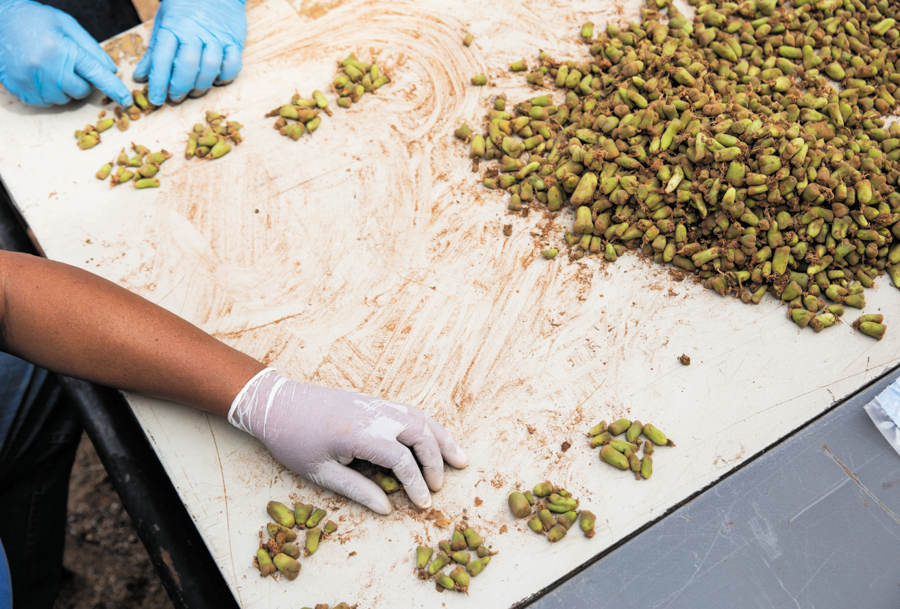 B(l)ooming ecological crime ravaging SA exposed after three Saudi Arabians caught stealing 1.6m seeds and flora