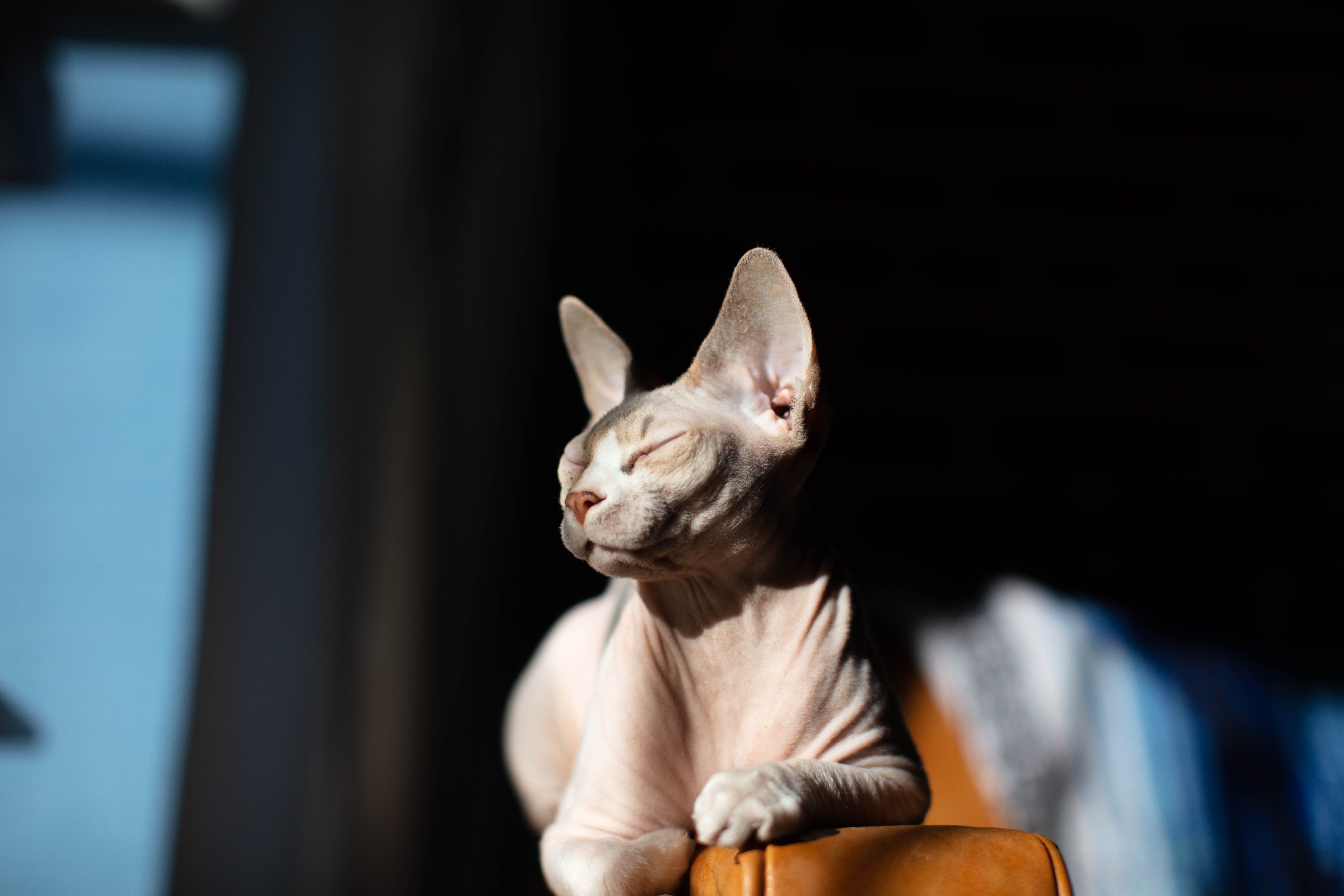 Do hypoallergenic cats even exist? Three myths dispelled about cat allergies