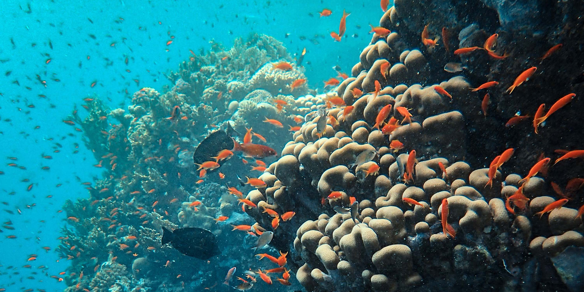 Great Barrier Reef threatened, should be on World Heritage 'in danger' list, new report finds