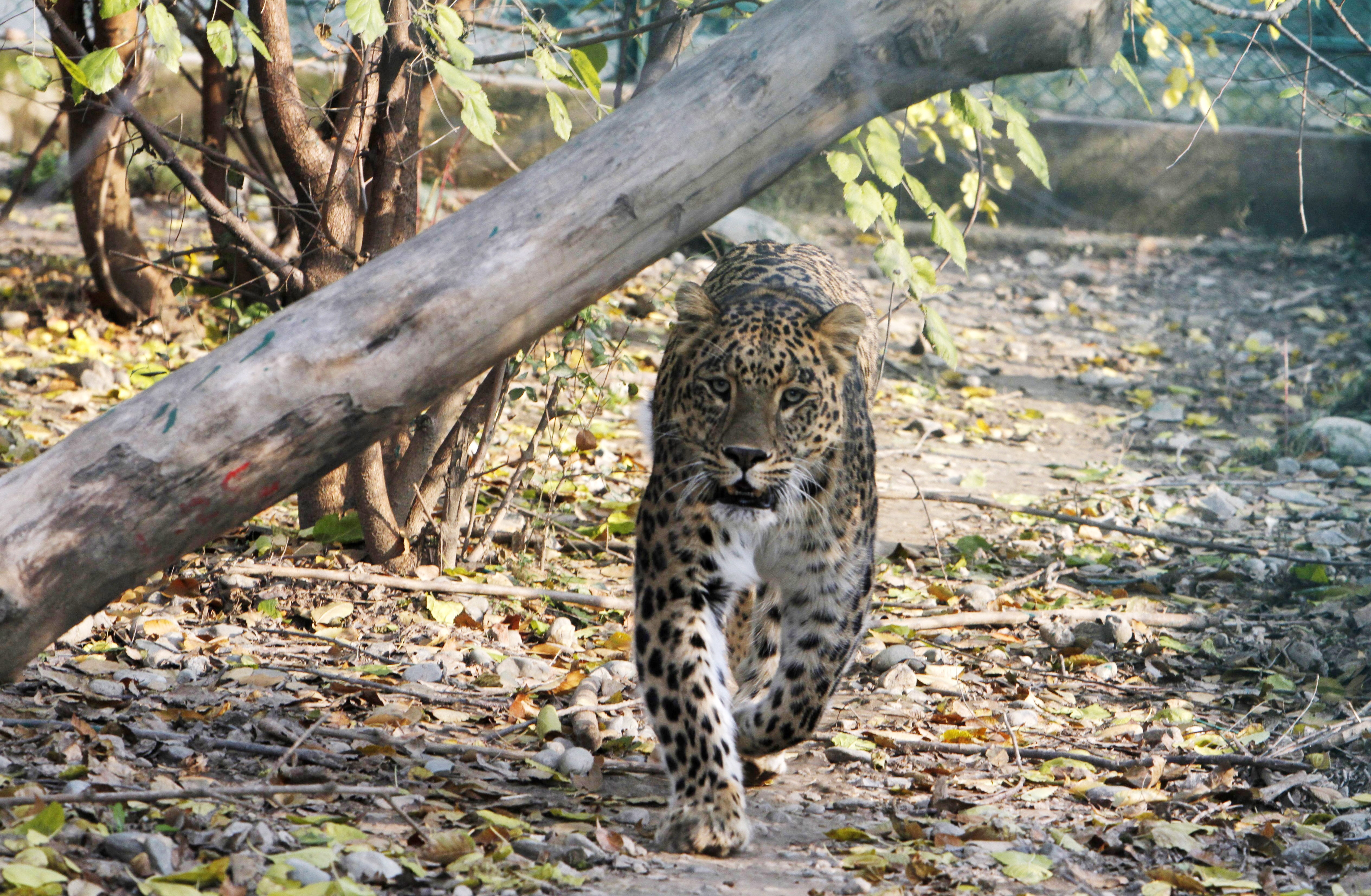 ‘Tiger King’ docuseries outrage sparks imminent US ban on big cat ownership