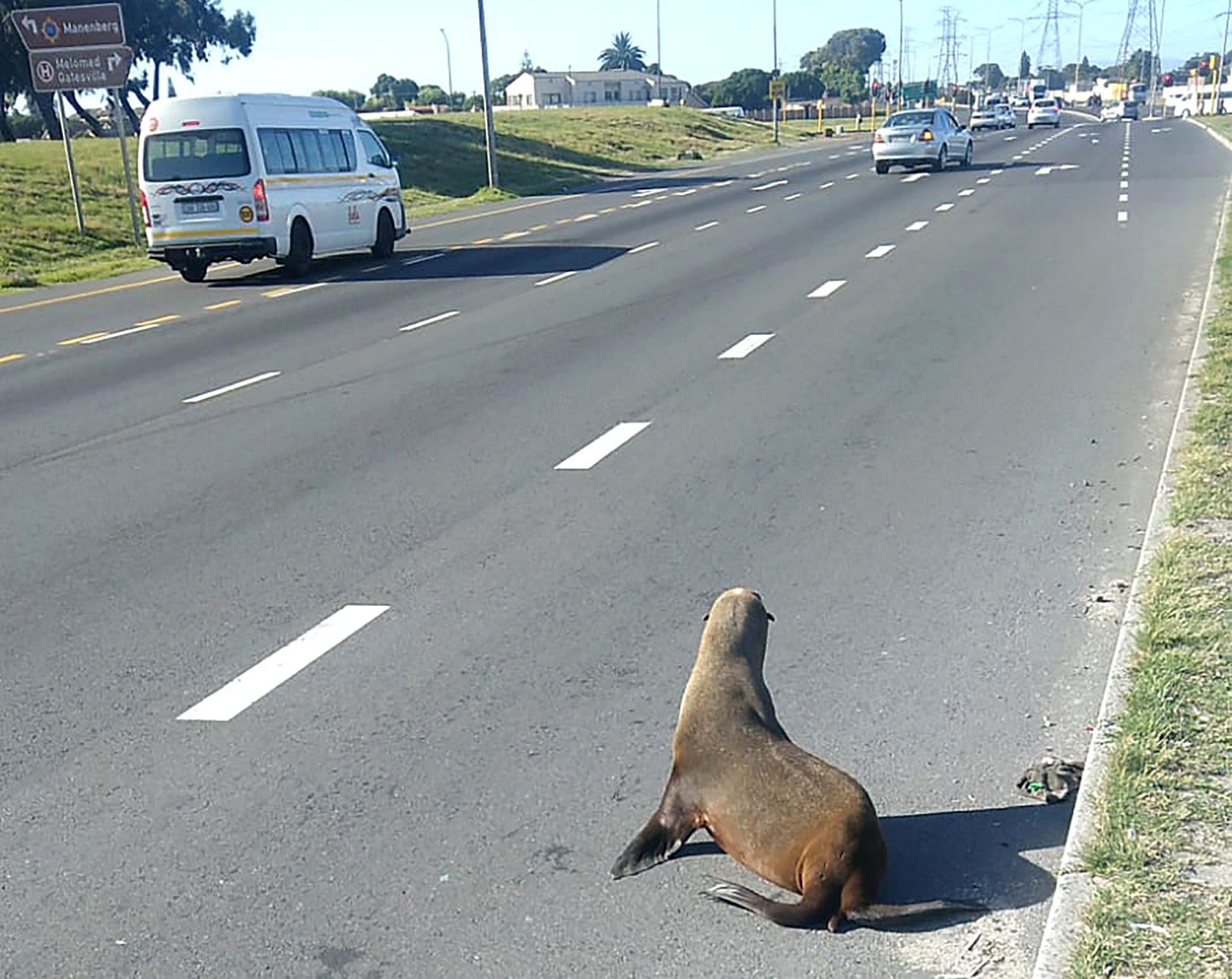 Looking for an arf-price sale? Meet Santa the seal who went Christmas shopping