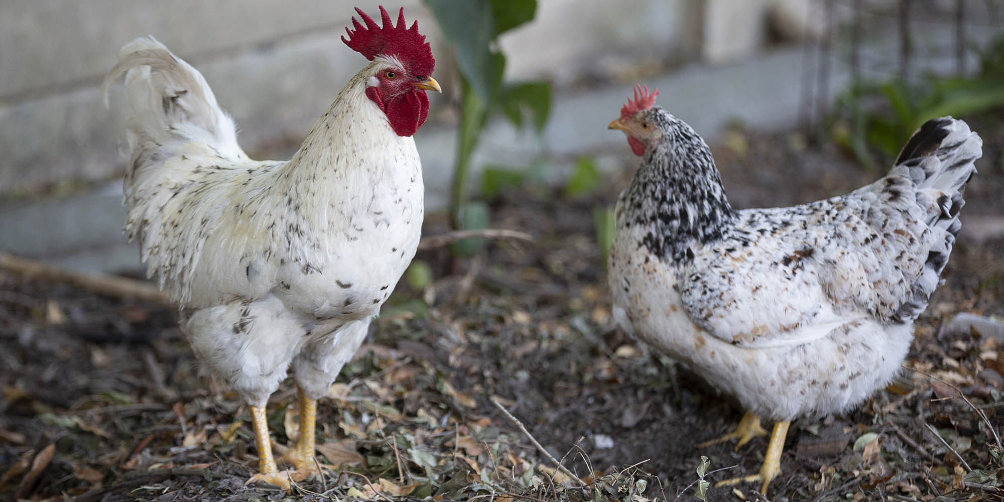 VAT-free chicken needs to fly this time, says SA Poultry Association 