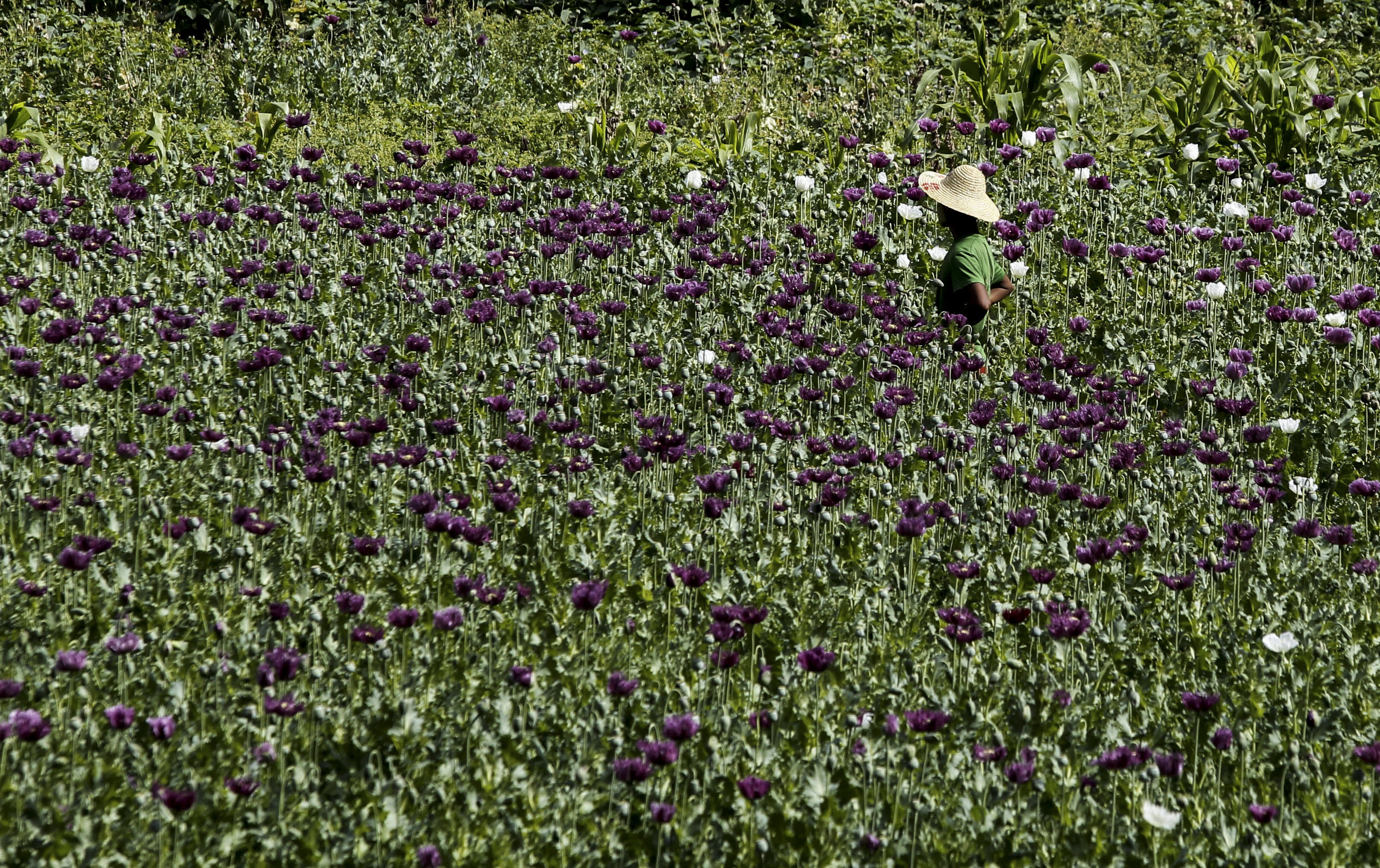 Myanmar remains world second largest opium producer and top in the region