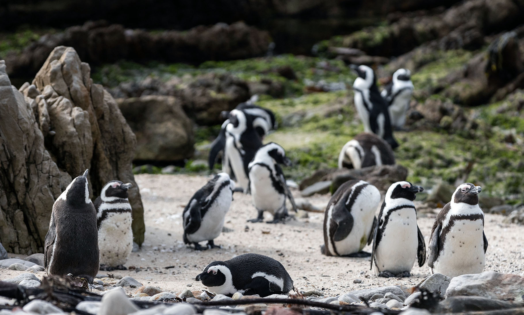 Kogelberg reserve shows how protecting our biospheres is a sound investment