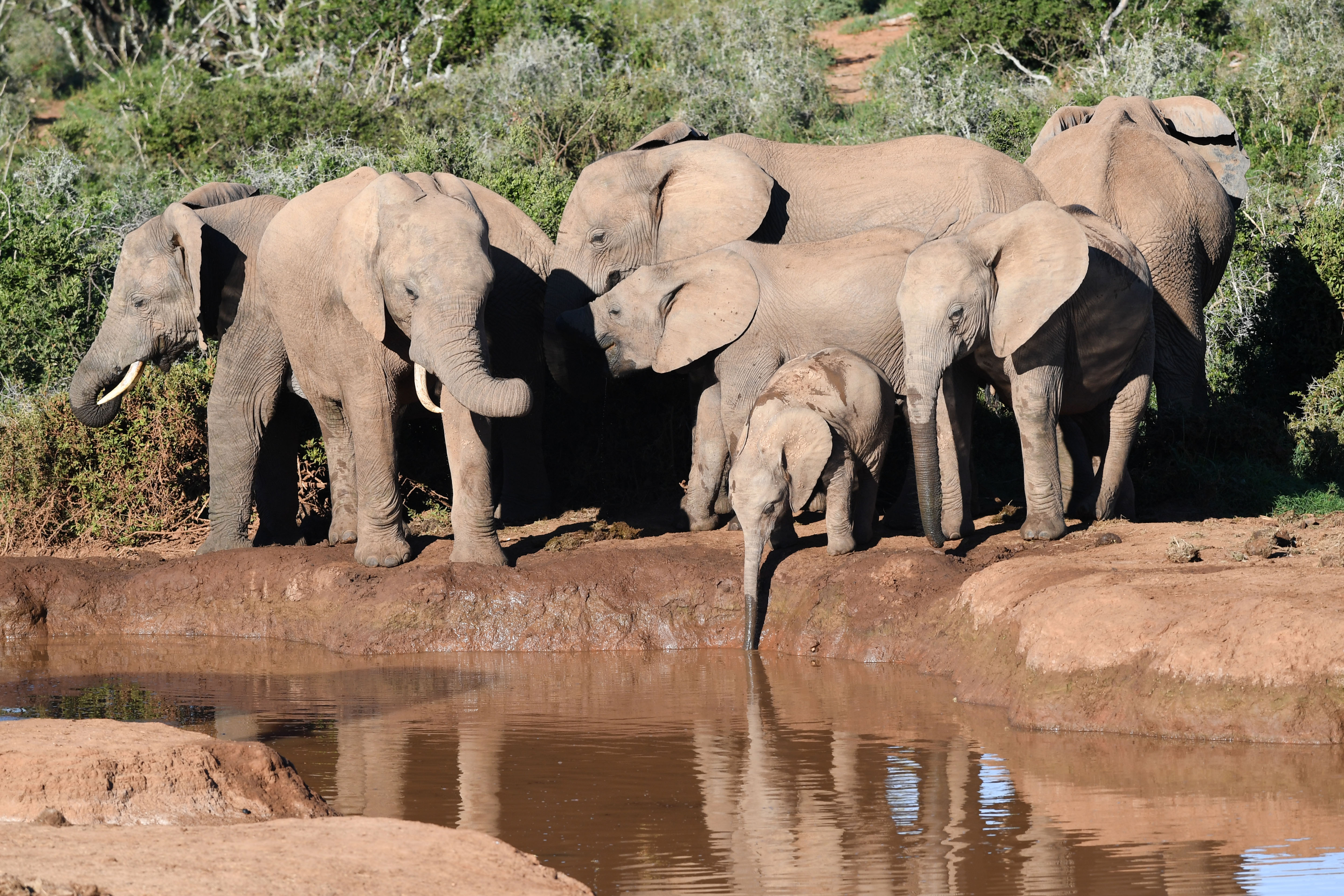 Urgent need to rethink elephant management strategies and move from culling to coexistence