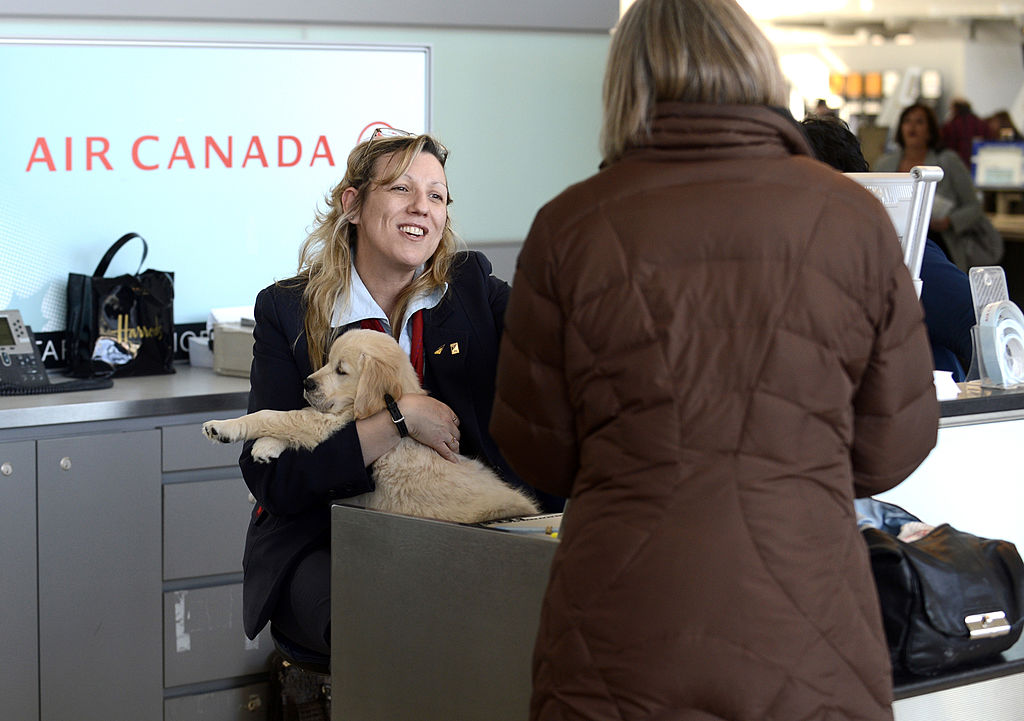What you should know before you bring your pet on the plane