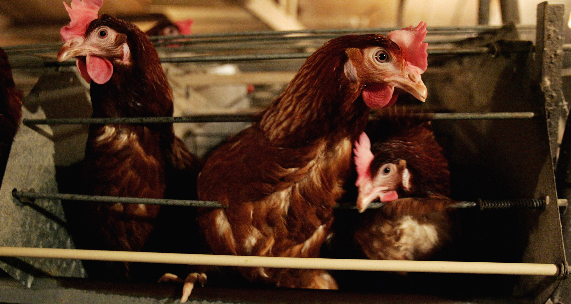 Eat like a bird: Rolling blackouts and rise in feed costs expected to strip 90% off Astral’s H1 earnings