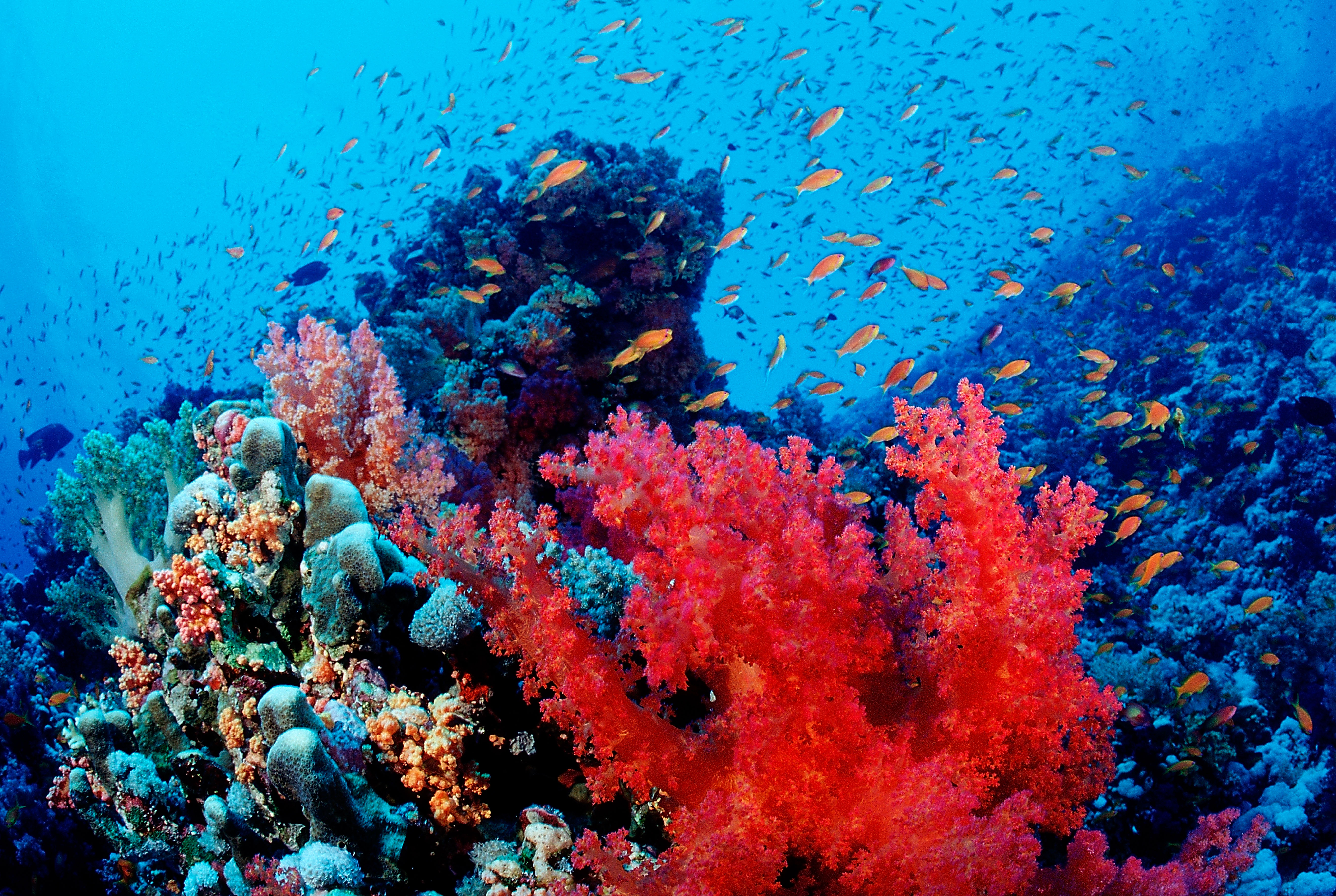 Poor control over plunder of Algeria’s ‘red gold’ sees precious organism facing extinction