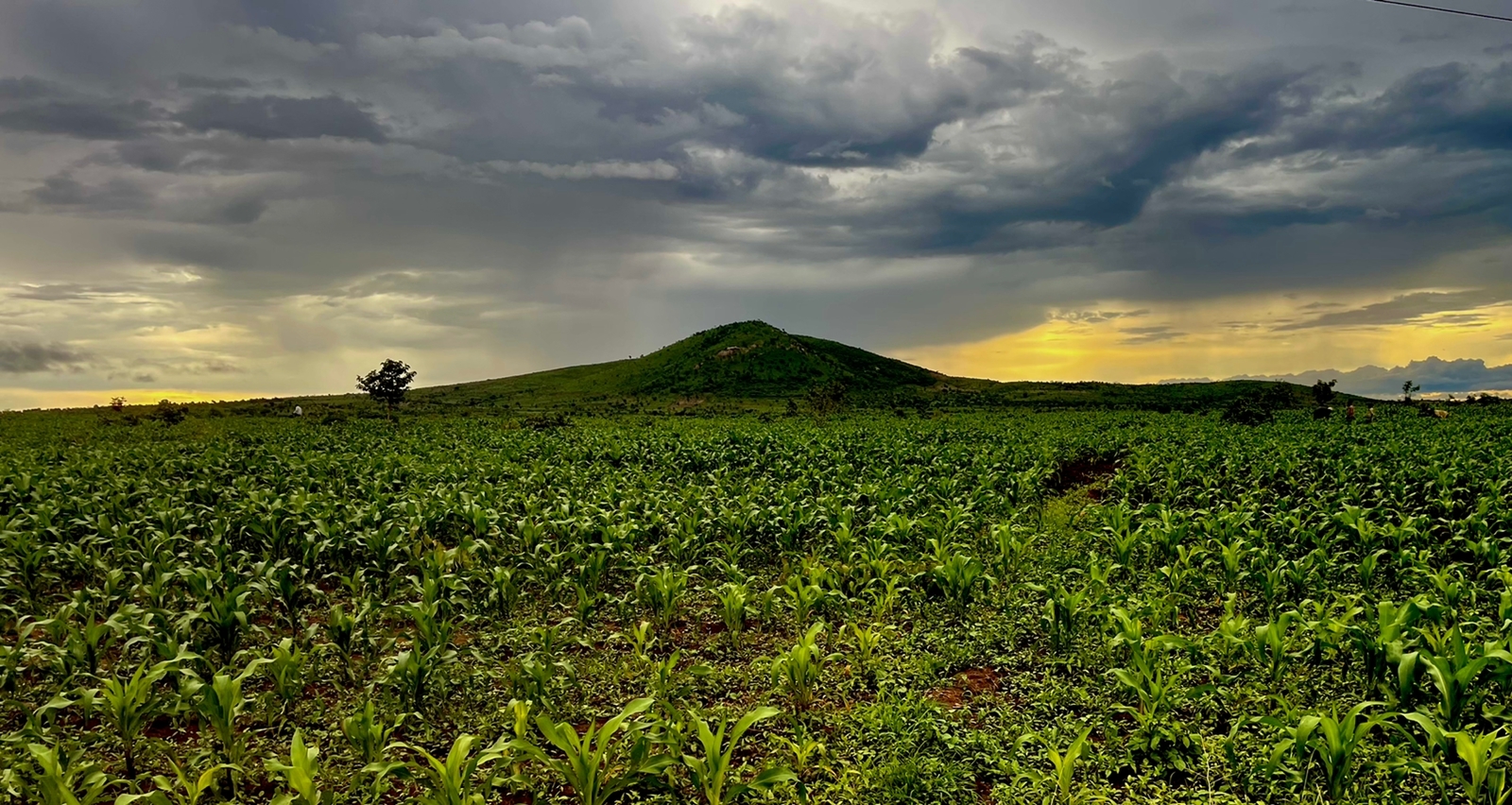 Malawi at risk of food emergency amid recurrent weather shocks