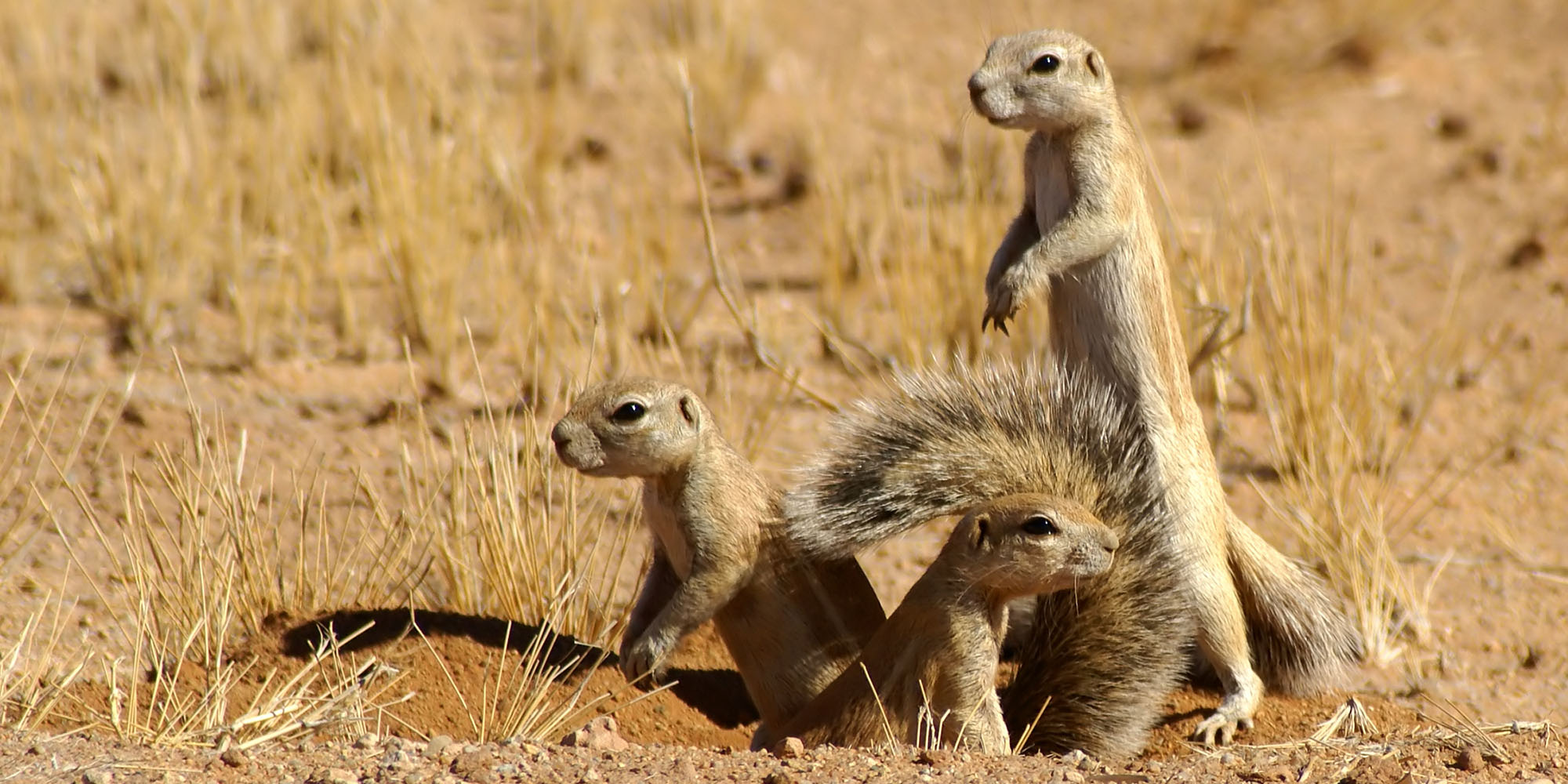How SA’s squirrels are shape-shifting in response to climate change