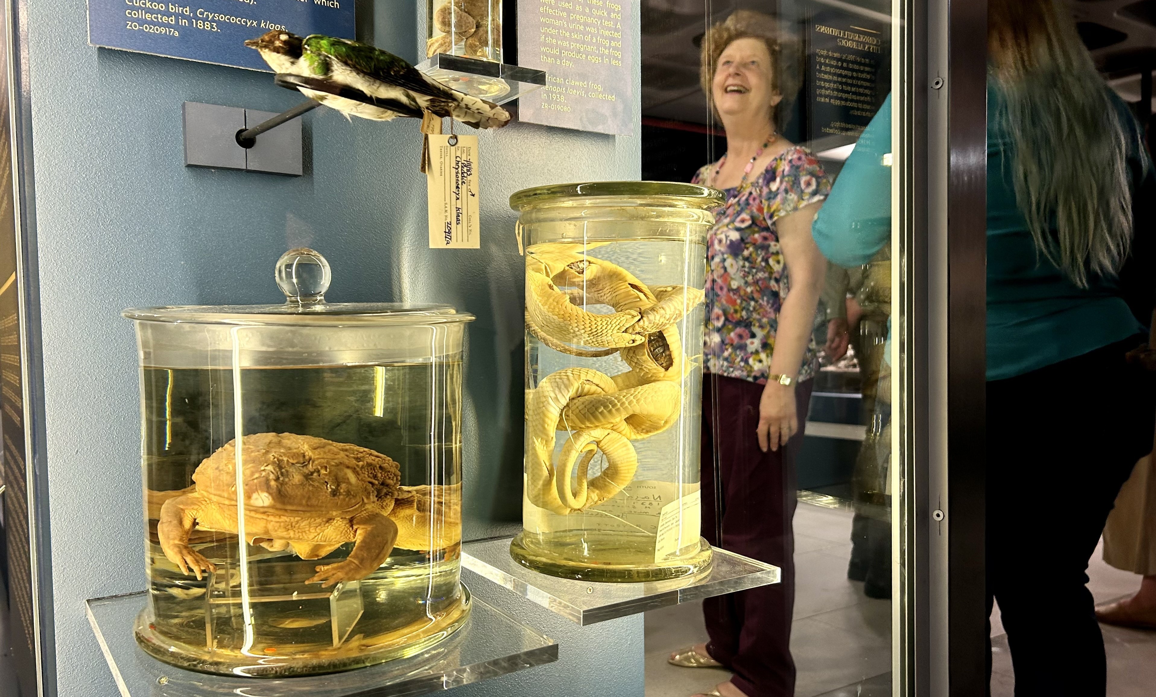 Wonder is in the mind of the beholder at Iziko South African Museum