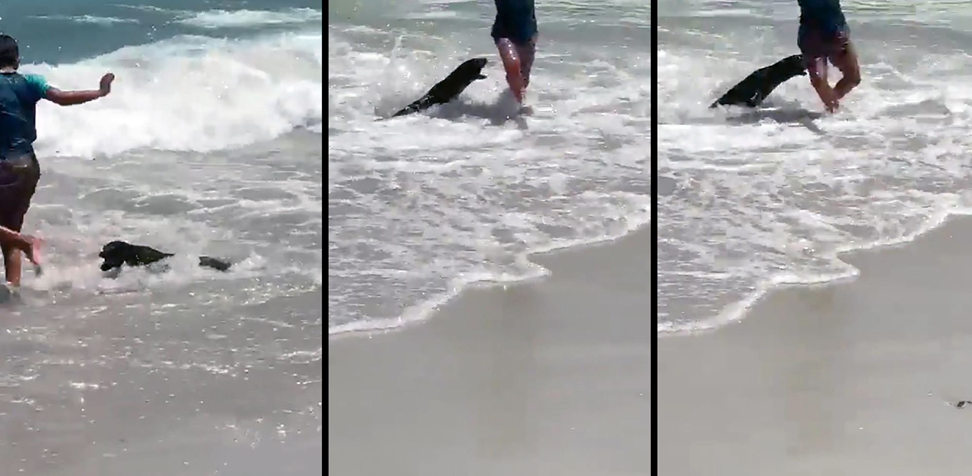 Seal attack at Clifton beach could be linked to toxic algae bloom