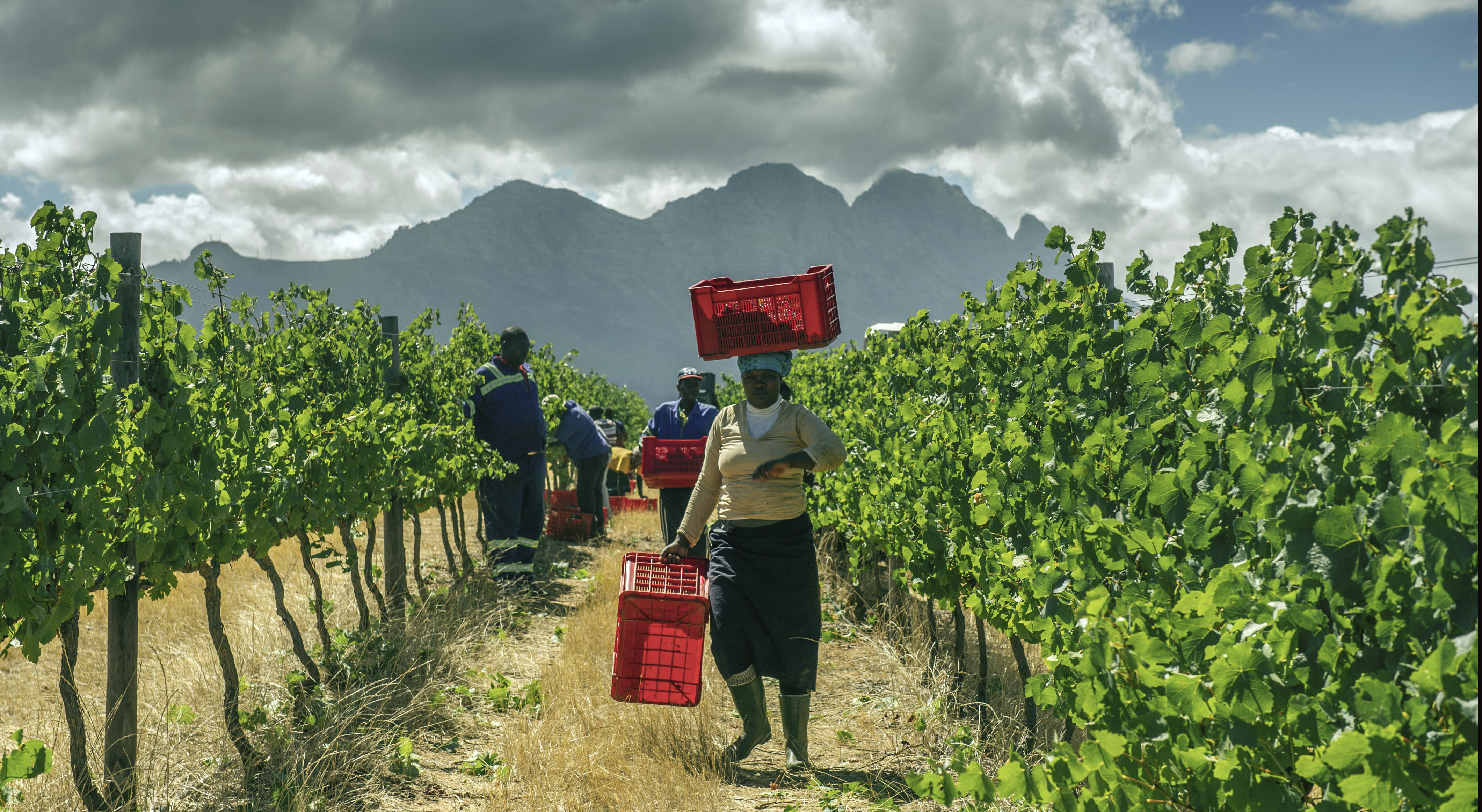 Embattled wine industry corked by persistent rolling blackouts