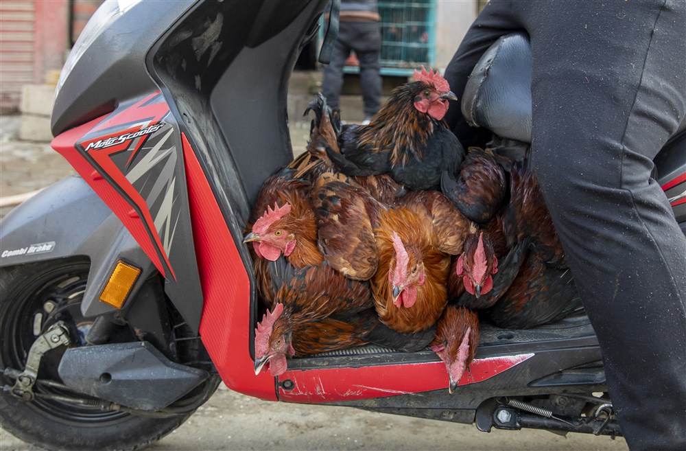 In images: Bird flu alerts, and rescuers look for survivors after major earthquakes struck southern Turkey and northern Syria