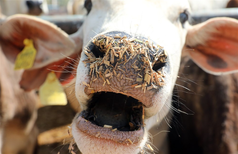 In images: India says no to rebranding Valentine’s Day as Cow Hug Day