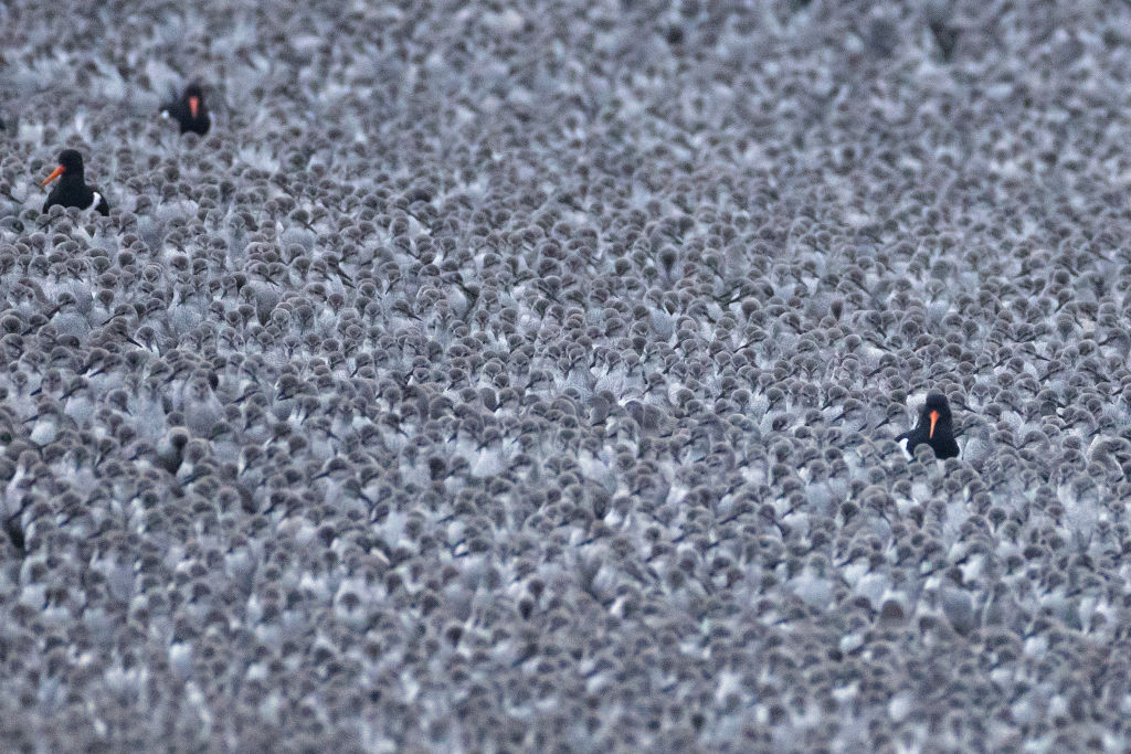 In images: One of the most incredible wildlife spectacles in the UK