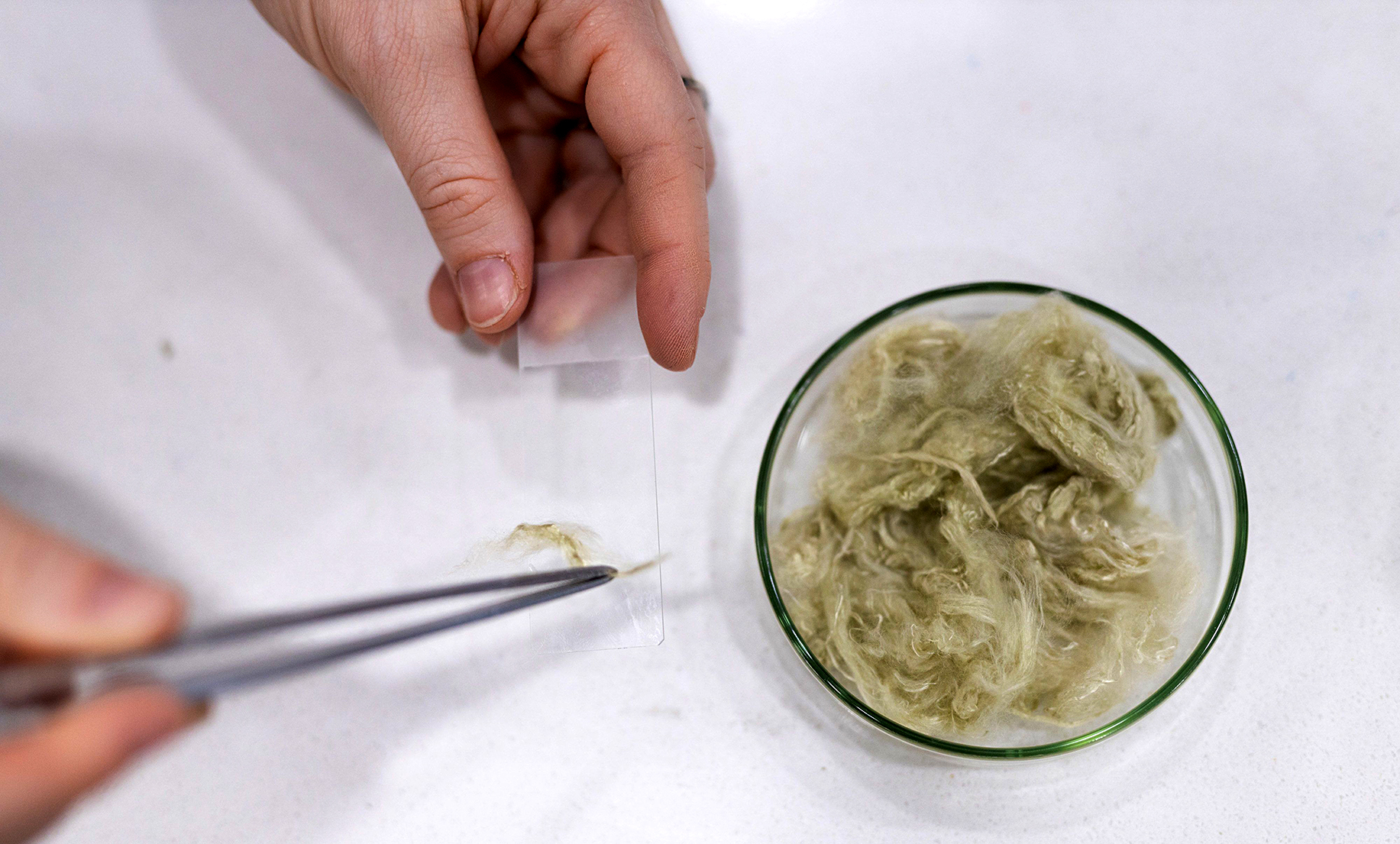 Delicious, darling! Edible raincoats, algae dyes, hemp tees – the future of fashion grows in a pond