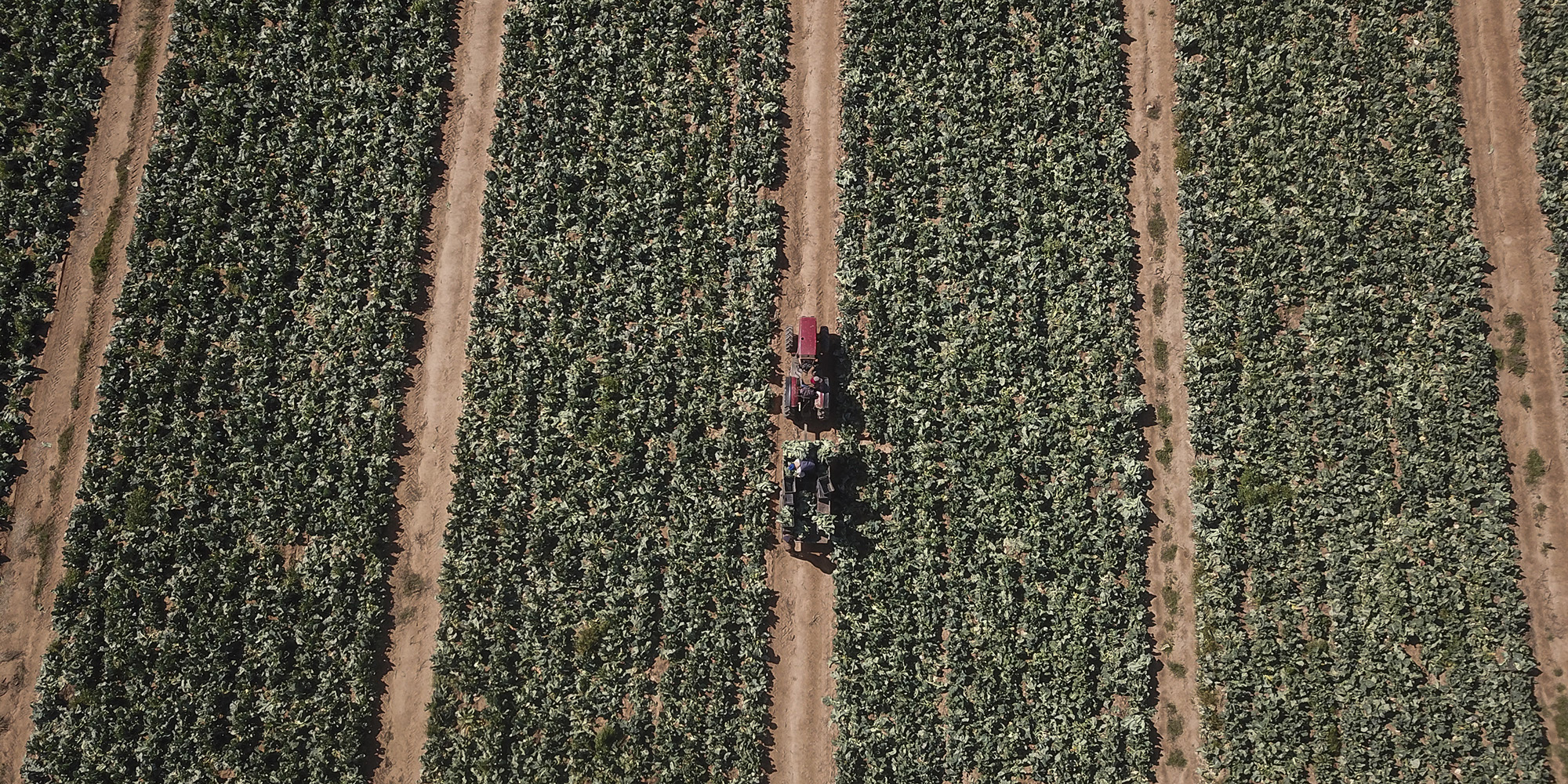 Farming association warns of looming SA catastrophe as energy crisis threatens food security