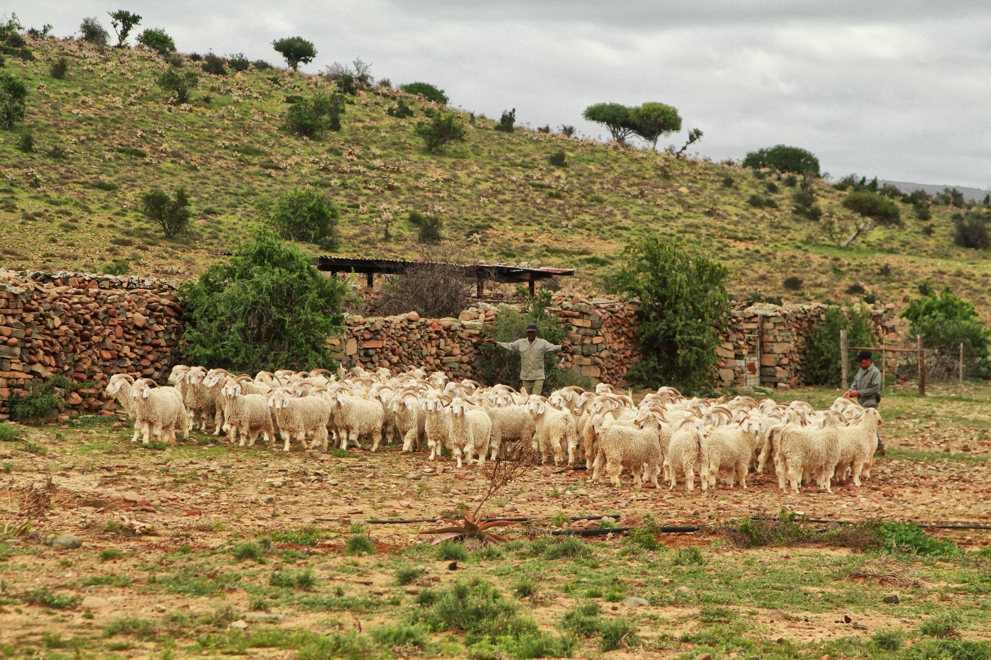 This is mohair country, the southeastern home of the beautiful Angora goat
