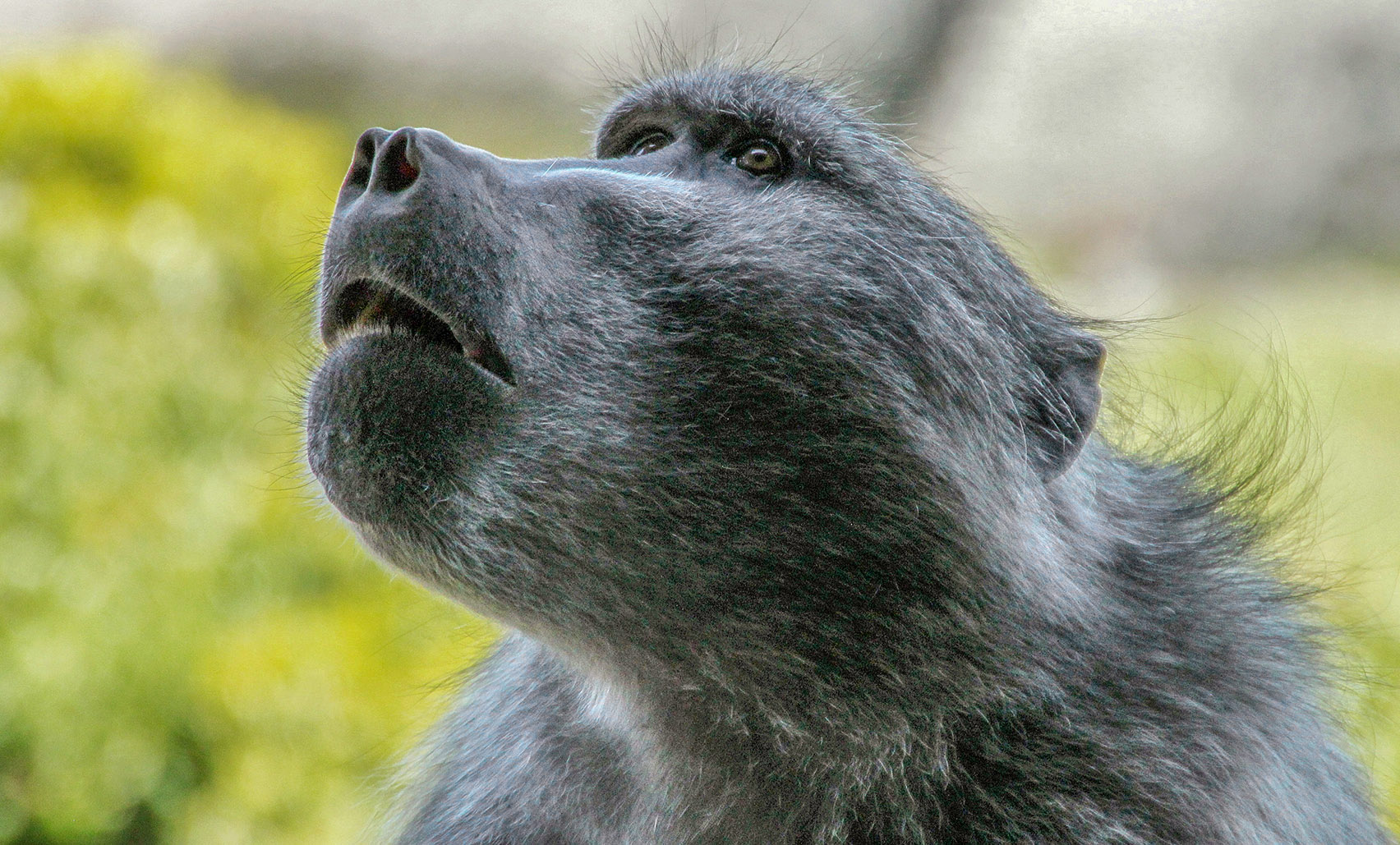 ‘Beloved’ Simon’s Town baboon euthanised, X-rays reveal several bullet wounds