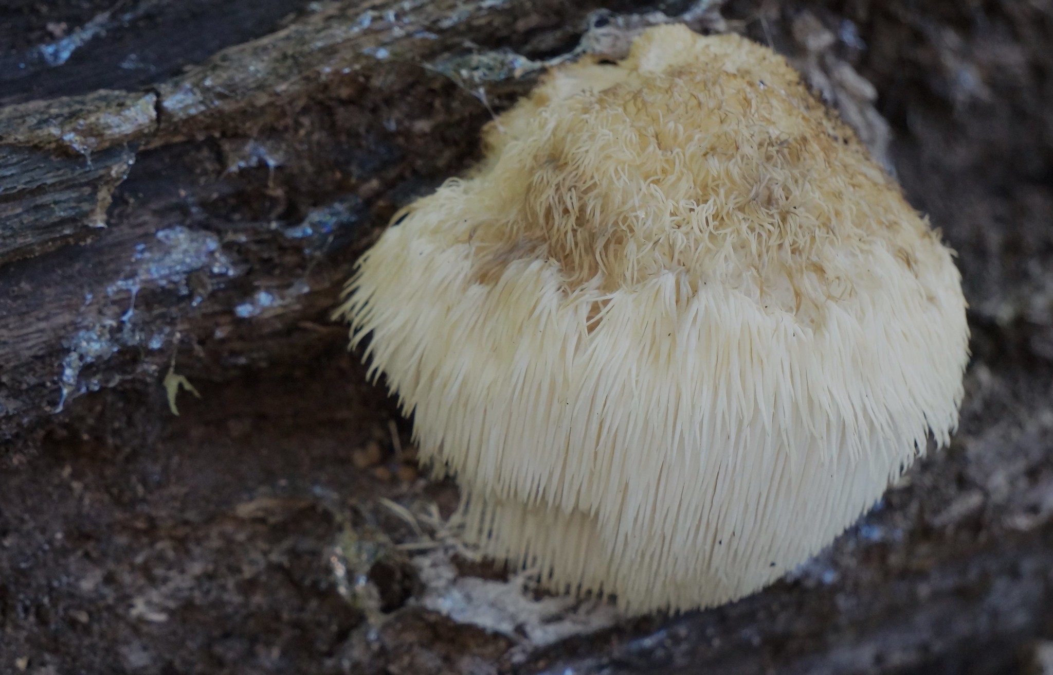 Lion’s mane — the seemingly magical mind mushroom