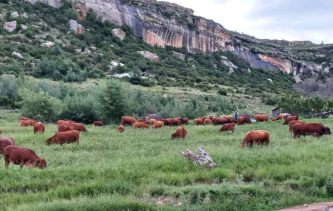 Police corruption linked to rural stock theft impacting livelihoods and food security