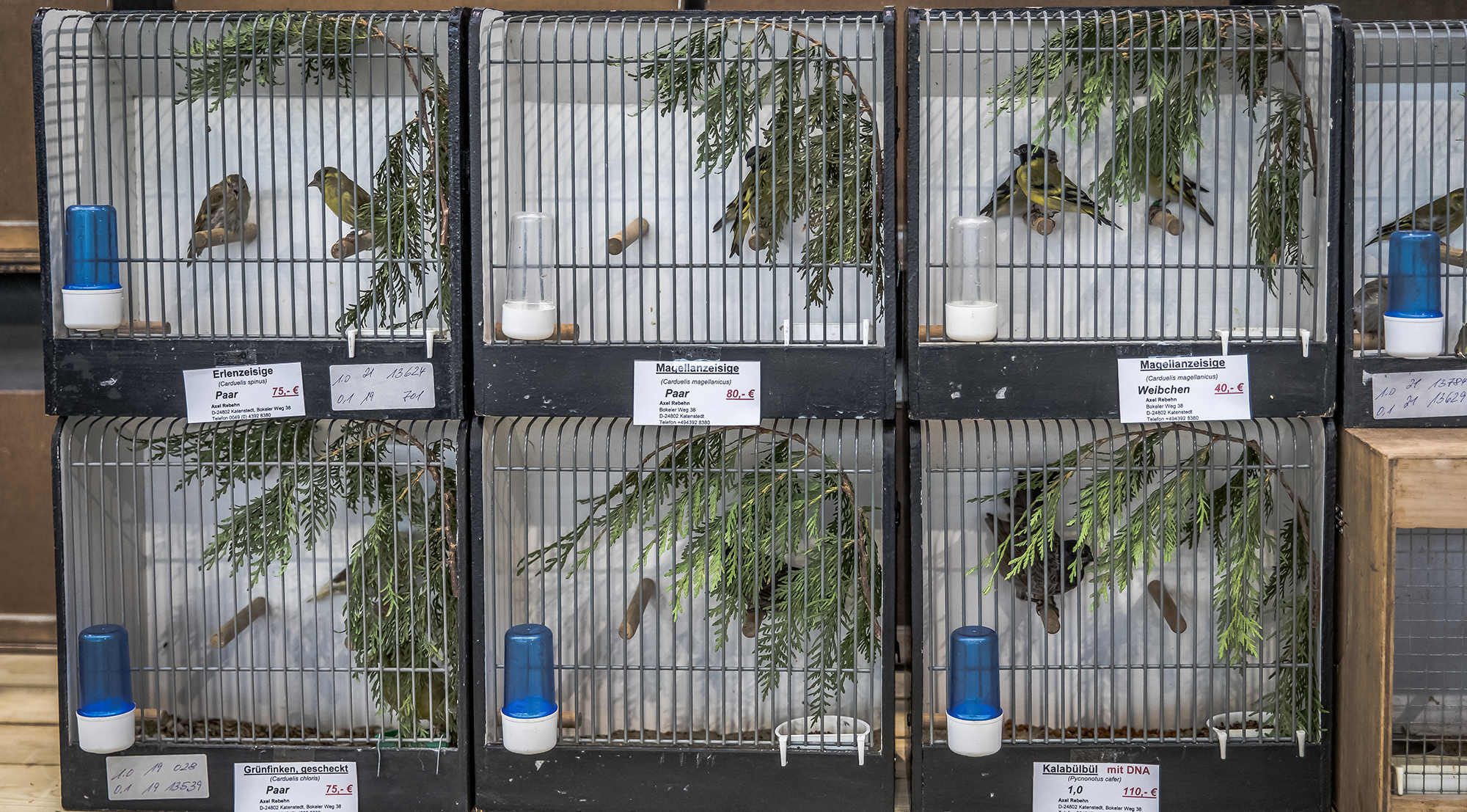 Trafficked from Serbia: How birds from Guinea end up in European pet shops