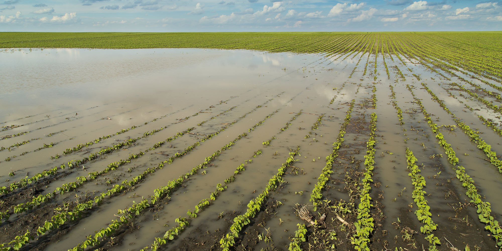 Farmers in despair as SA floods sweep away crops, infrastructure and profits