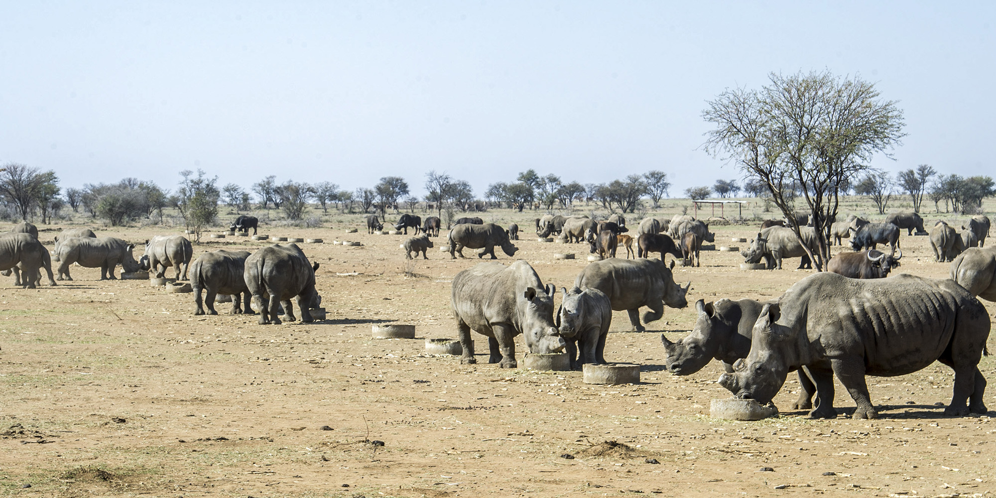 The opening bid for world’s largest white rhino population is $10m