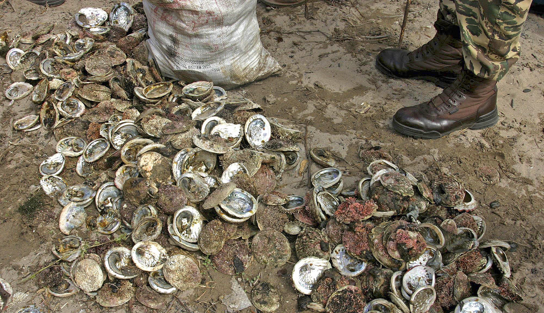 Six cops in gang-ridden Western Cape arrested for ‘stealing perlemoen’ and escorting drugs for criminals