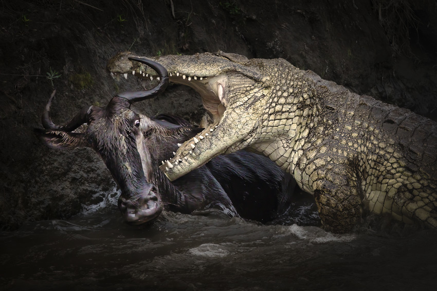 2023 Sony World Photography Awards: Environment and Wildlife