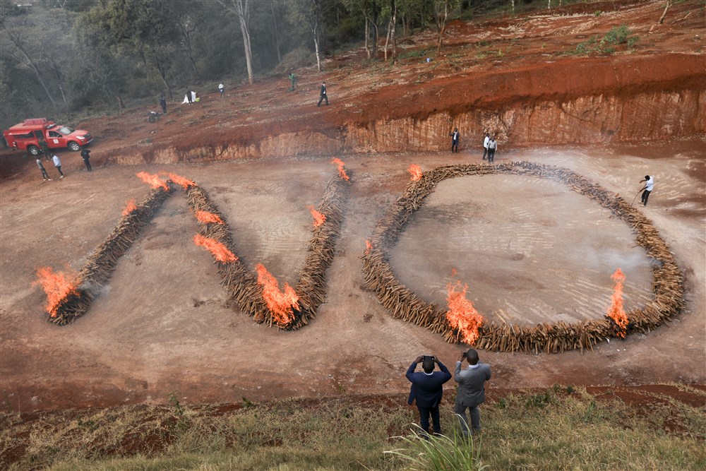 Sandalwood burn ignites high profile awareness of Kenya’s illegal trade