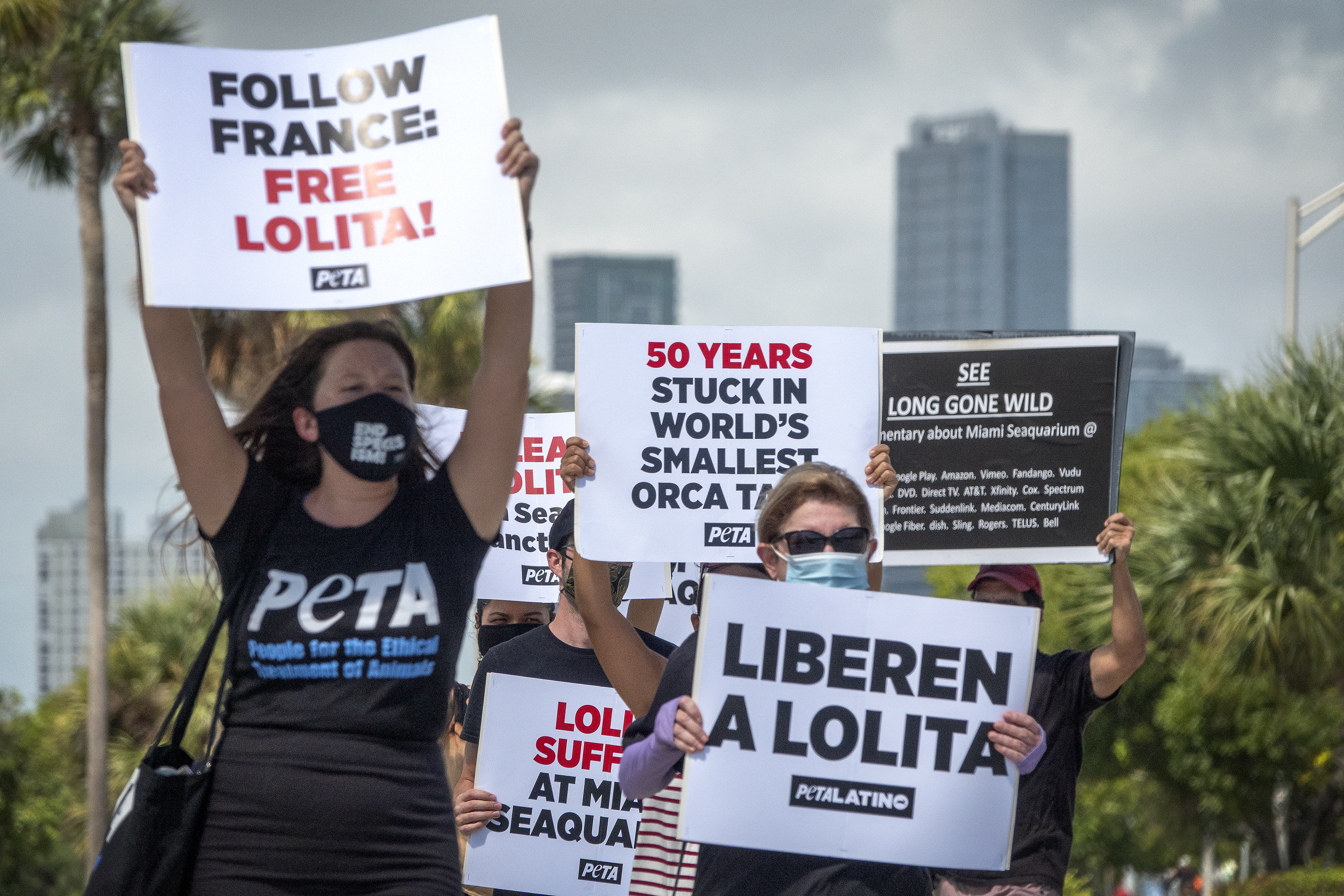 Florida aquarium to release orca after more than 50 years in captivity