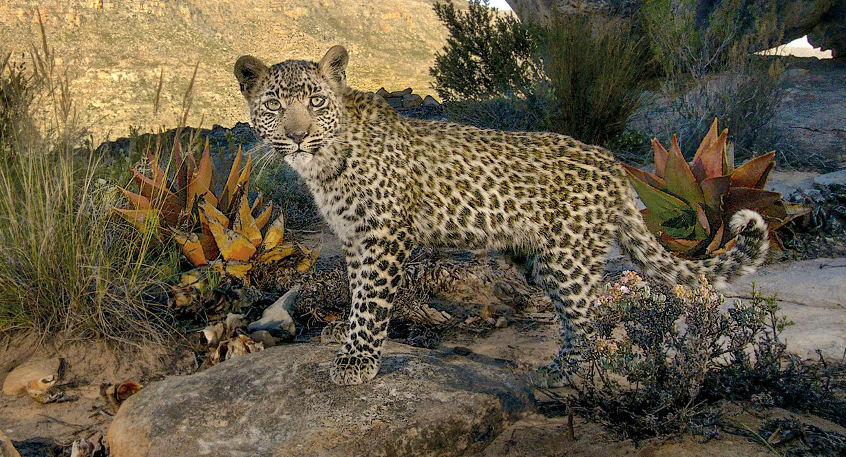 The resilience, magnificence and mystery of the ghost cats of the Cape