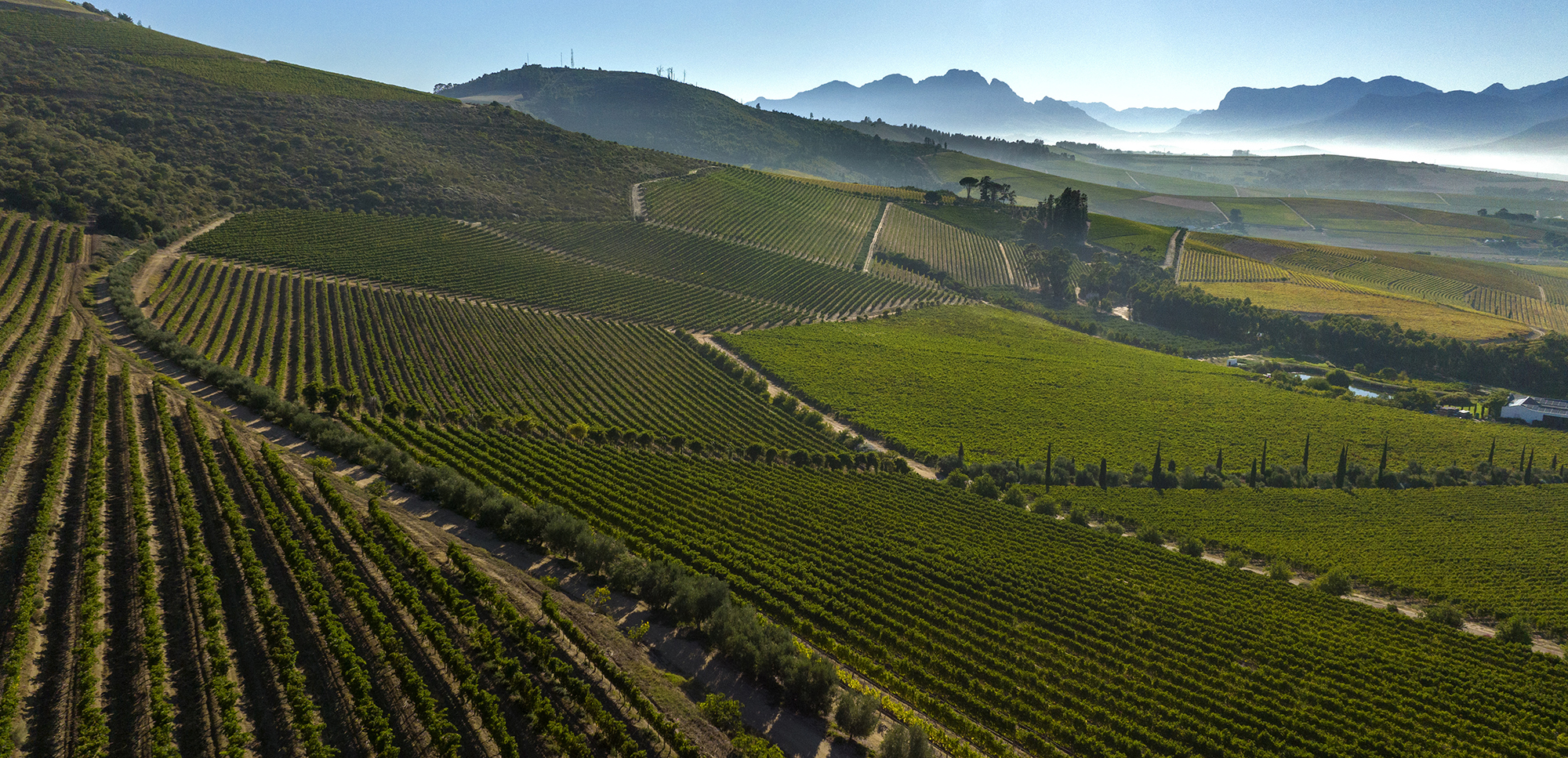 New brooms sweep clean in SA wine industry as investors see only opportunities