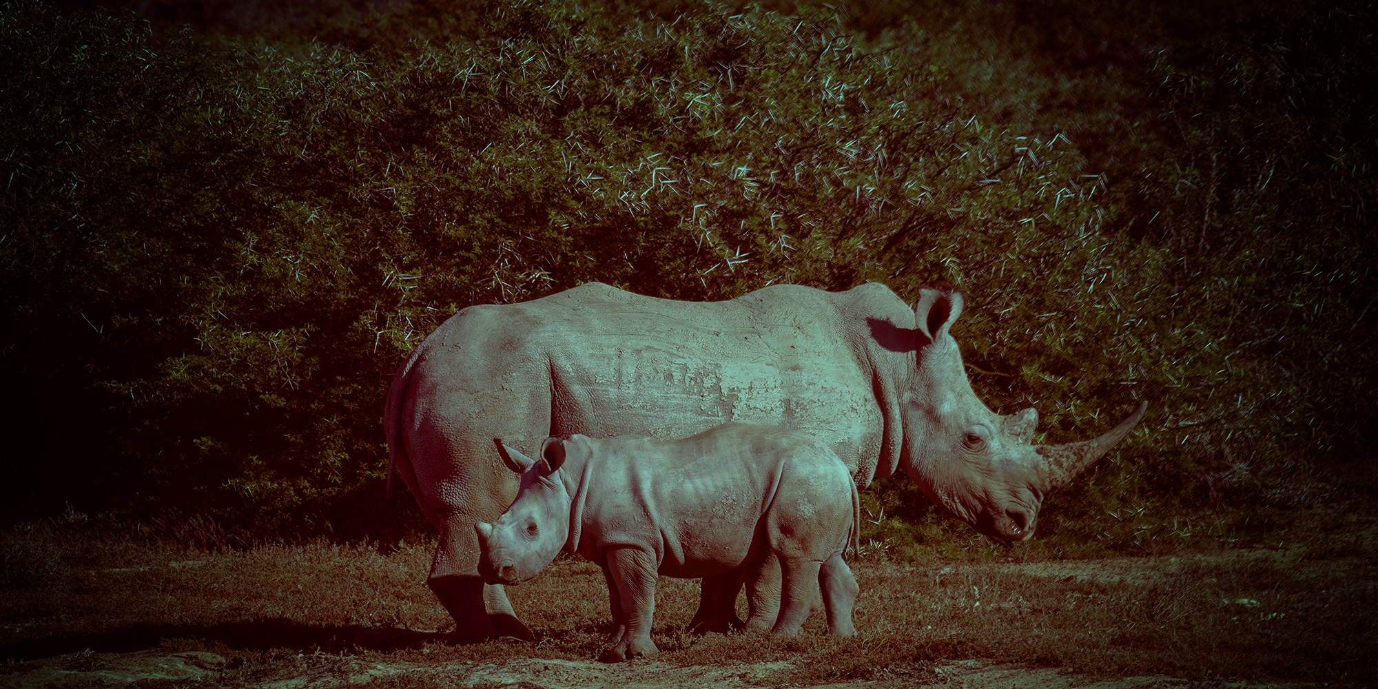 ‘People need to get angry’ — poachers butcher three rhinos at Eastern Cape game reserve