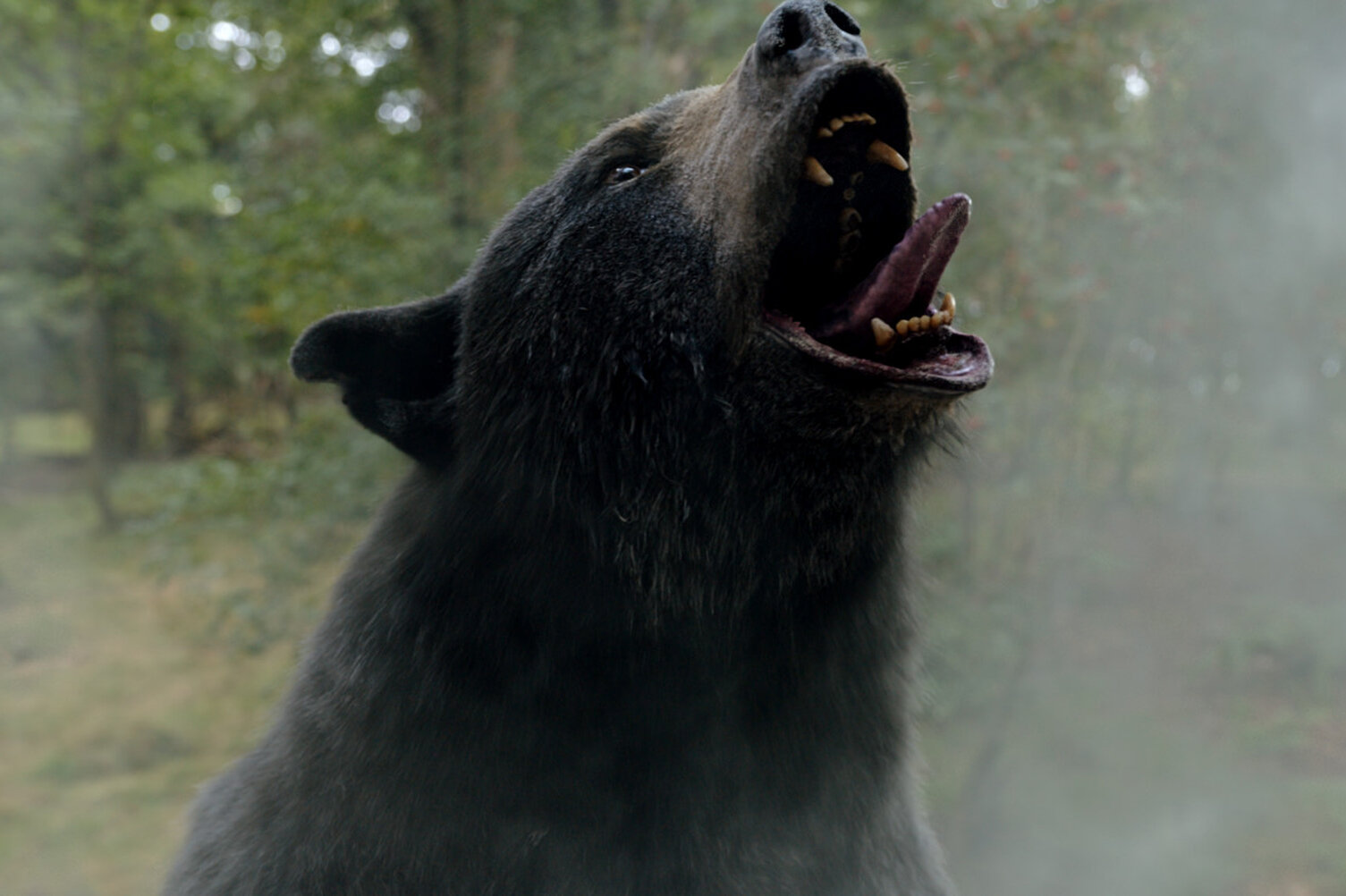 Cocaine Bear – a comedy horror that will have you snorting with laughter