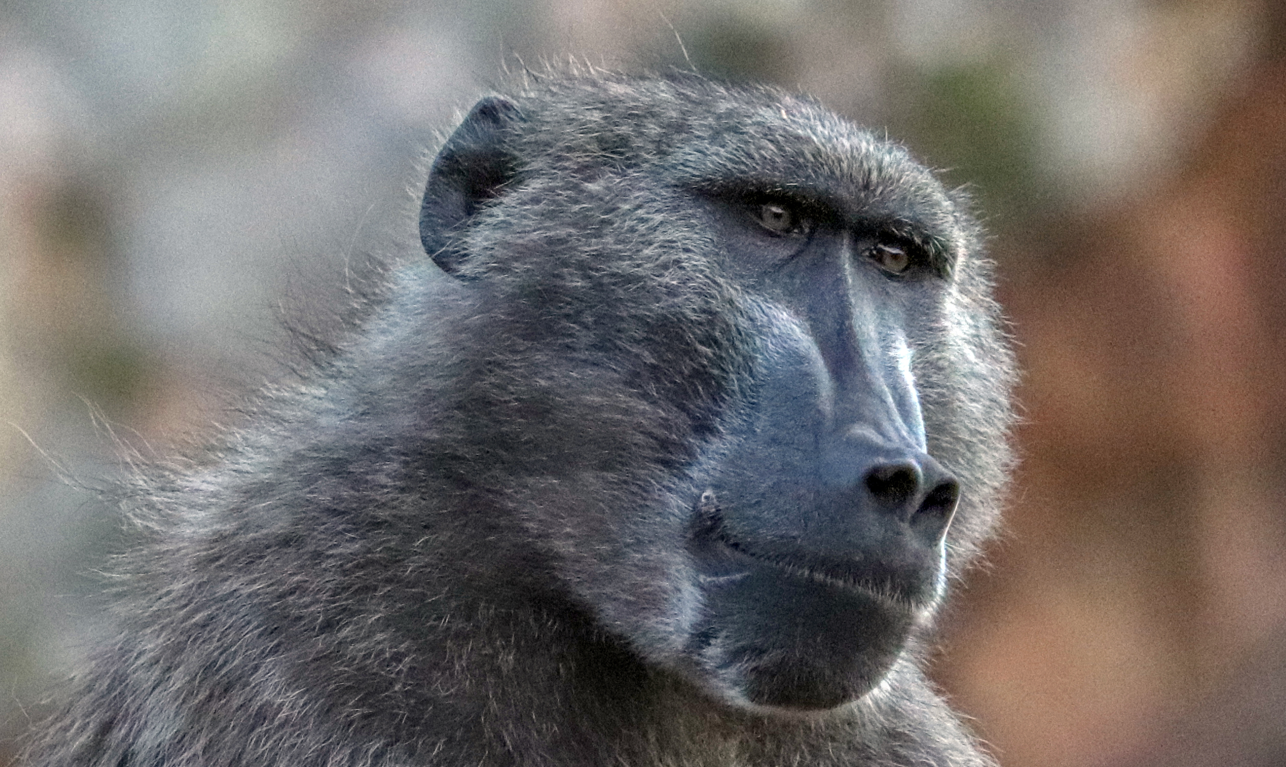 Cape of Good Hope SPCA ‘sickened’ after second wounded baboon is euthanised in a week
