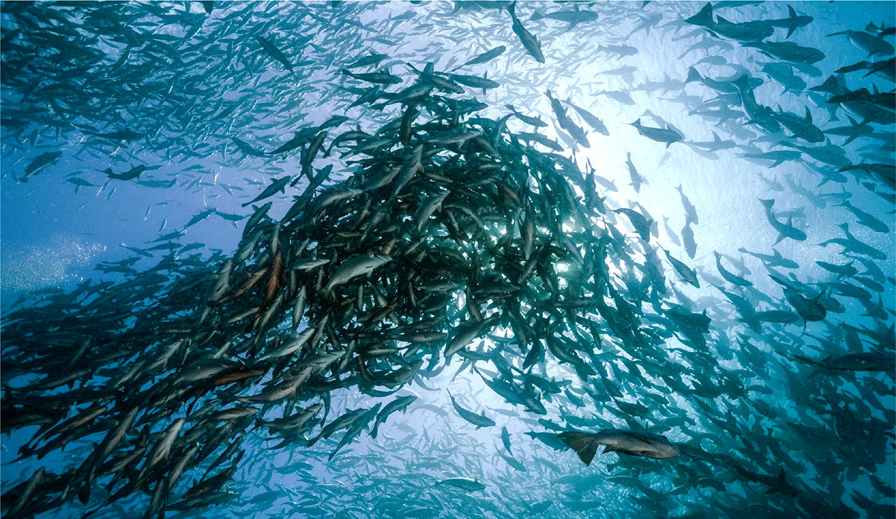 High Seas Treaty needs African support to work