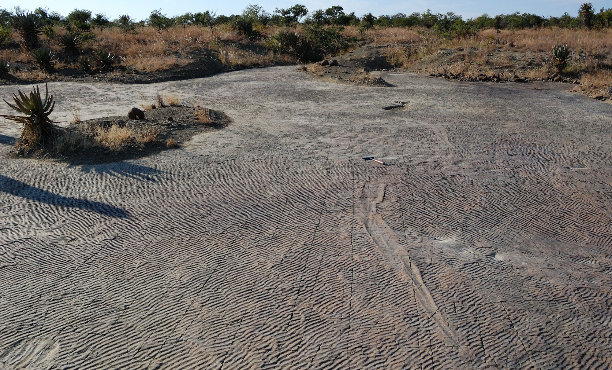 South African scientists track down creature from 250 million years ago