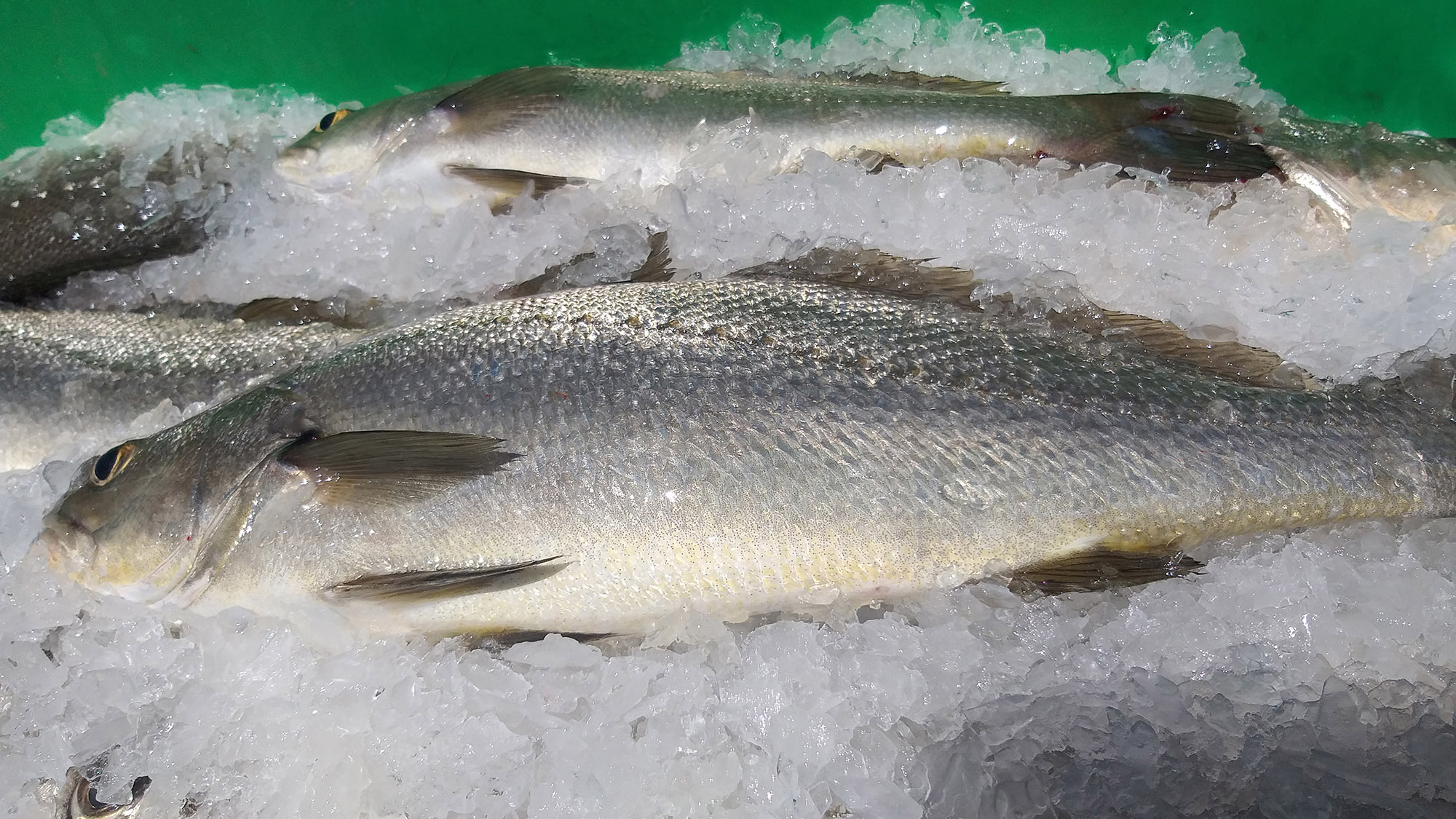 The light and darkness of a Karoo fish braai