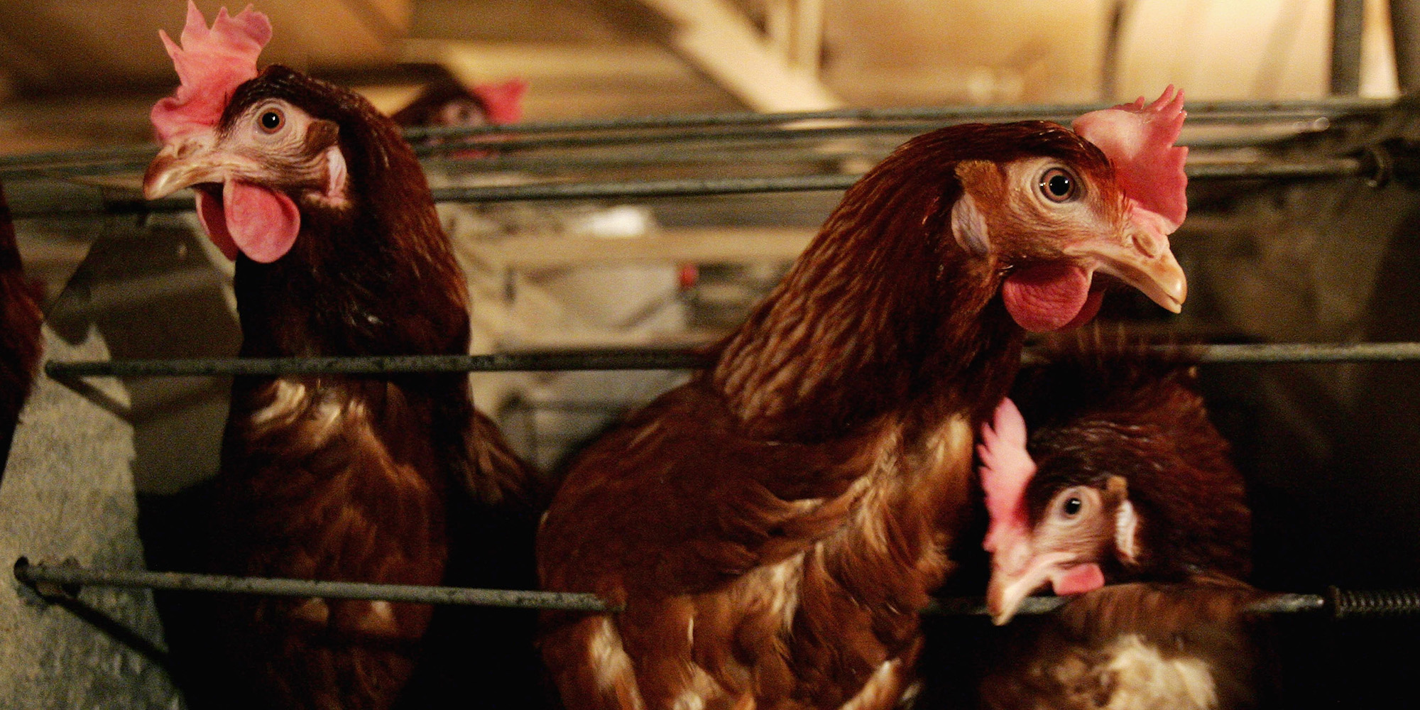 After the Bell: SA’s industrial policy is a cluck-up