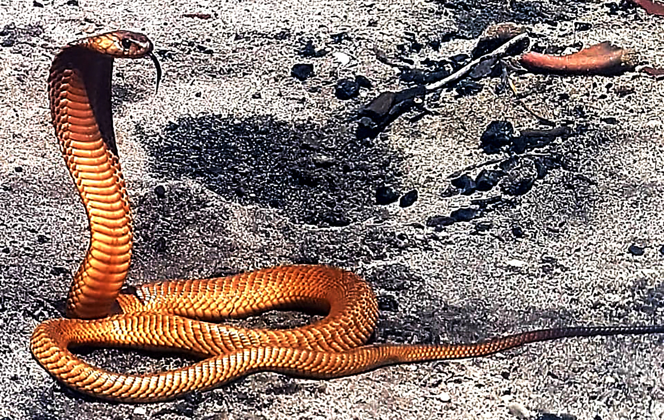 SA increases production of snake antivenom but shortage not over yet