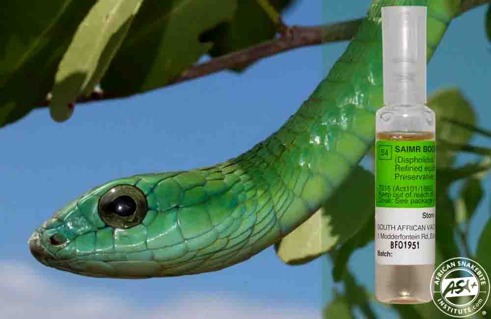 Frantic hunt for snake antivenom after man is bitten by cobra in Western Cape