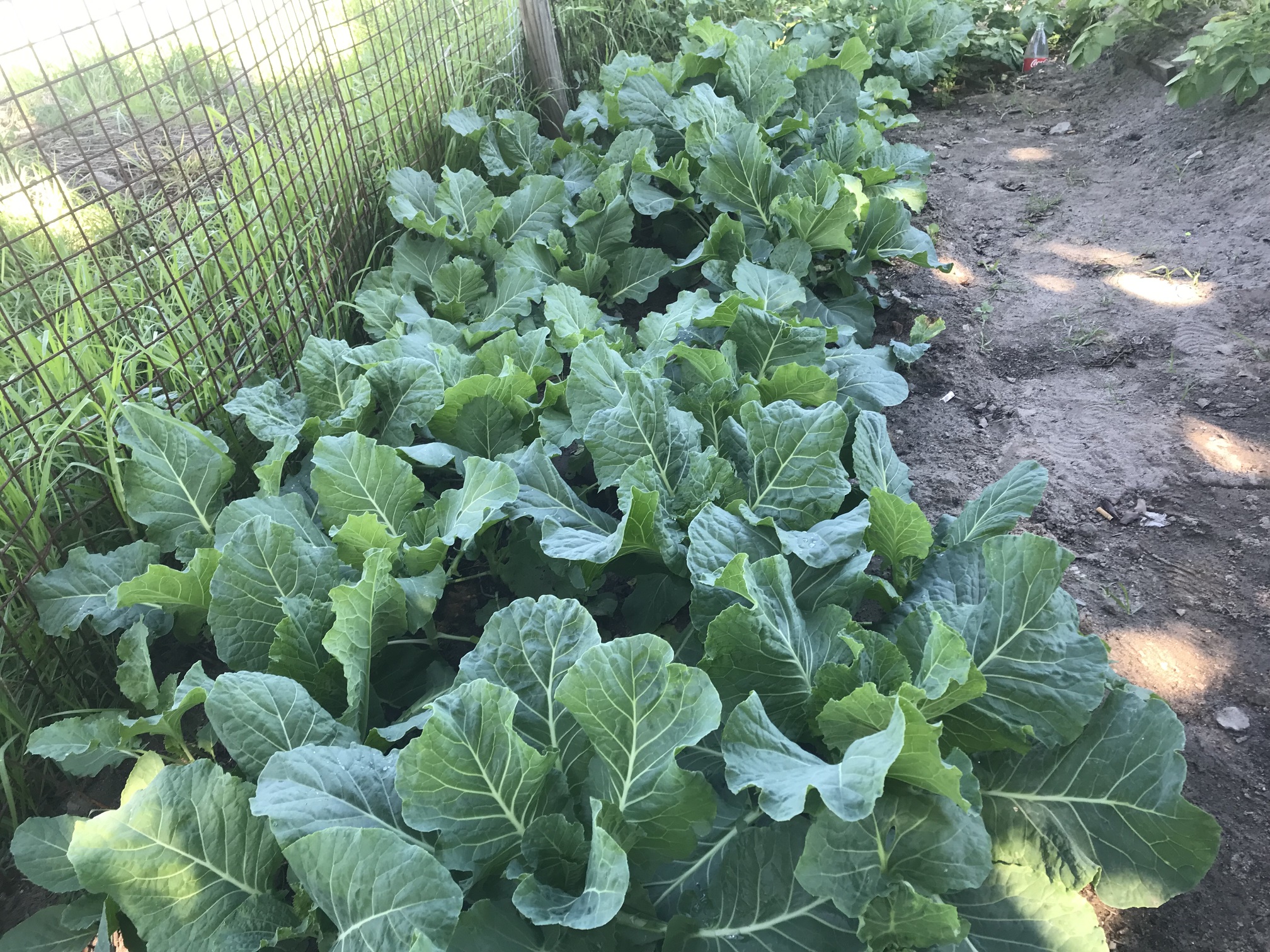 Alarming study findings indicate food we consume is becoming less nutritious — and it’s set to get worse