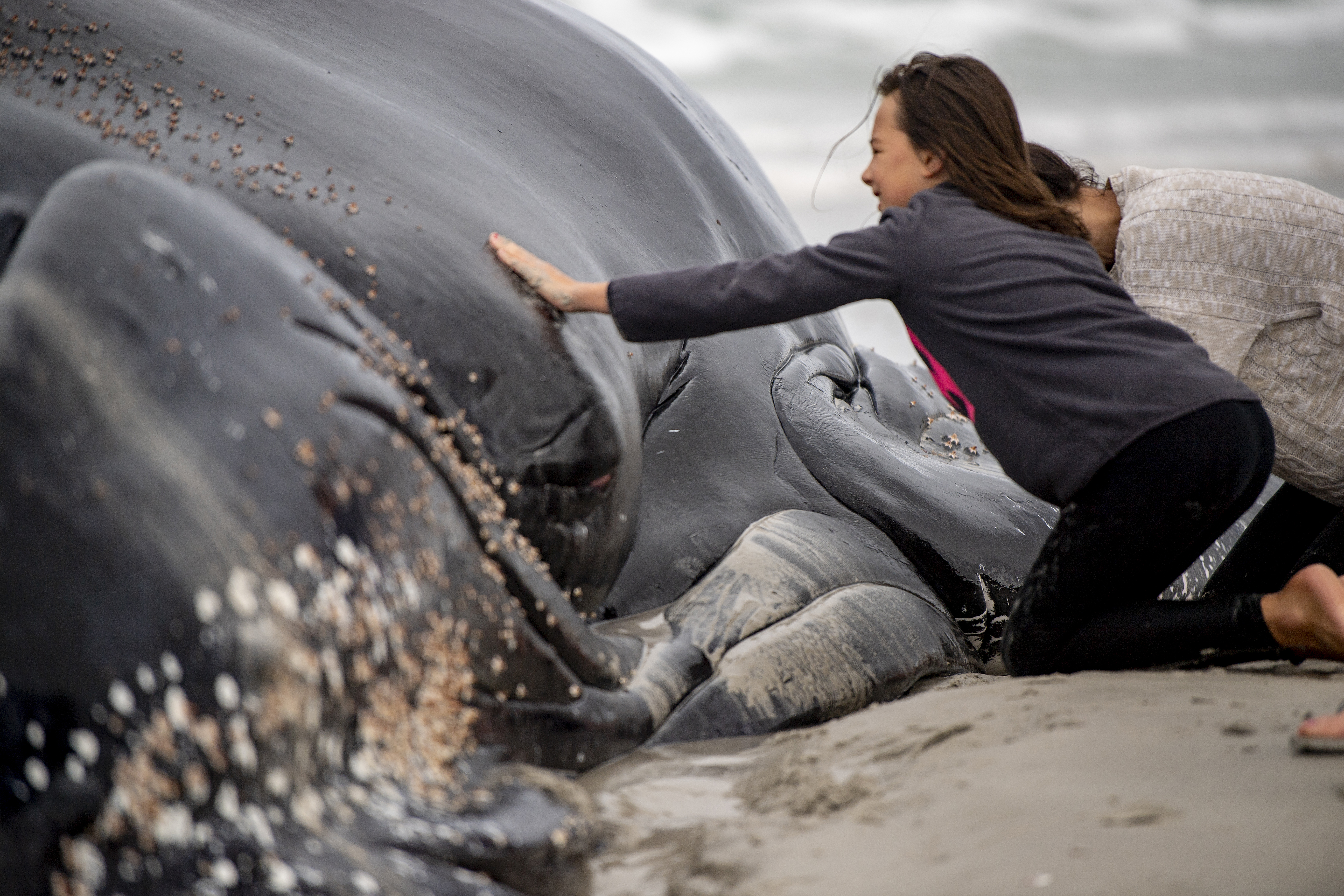 The alarming story southern right whale skin tells us about their changing feeding habits