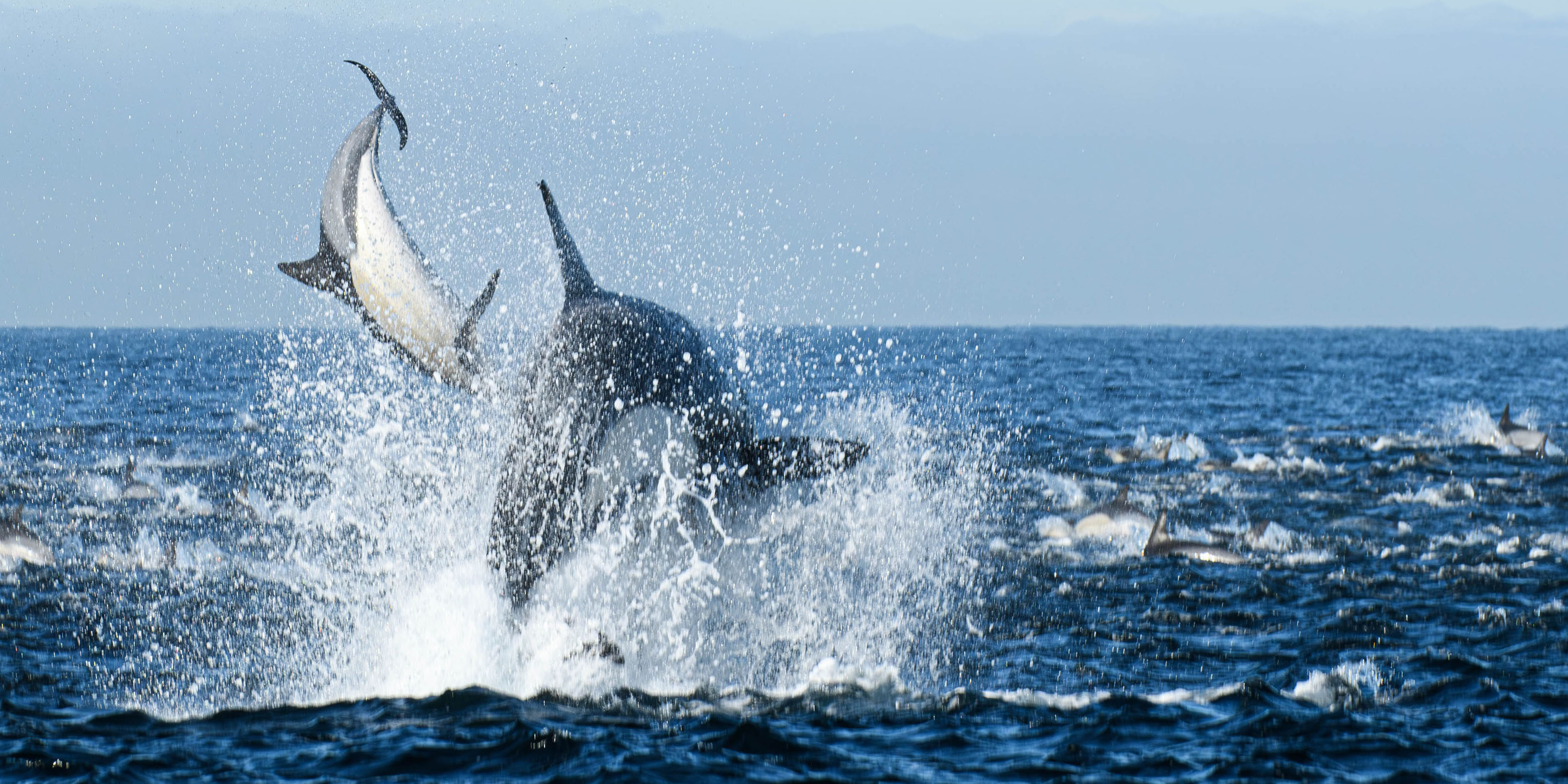 Killer whales return to False Bay – bad news for dolphins
